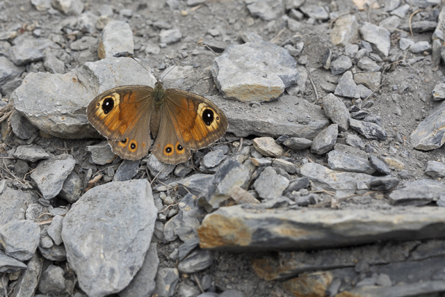 Large wall brown  - Lasiommata maera