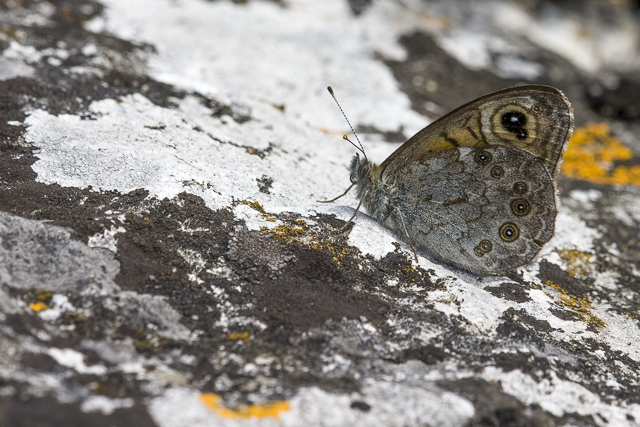 Large wall brown 