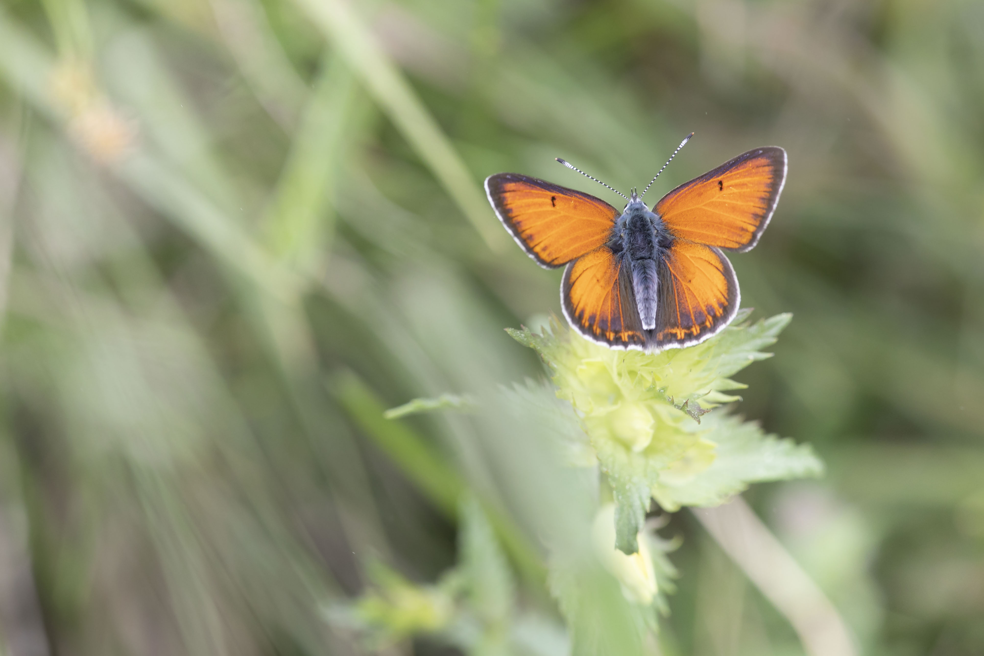 Purple edged copper  - Lycaena hippothoe