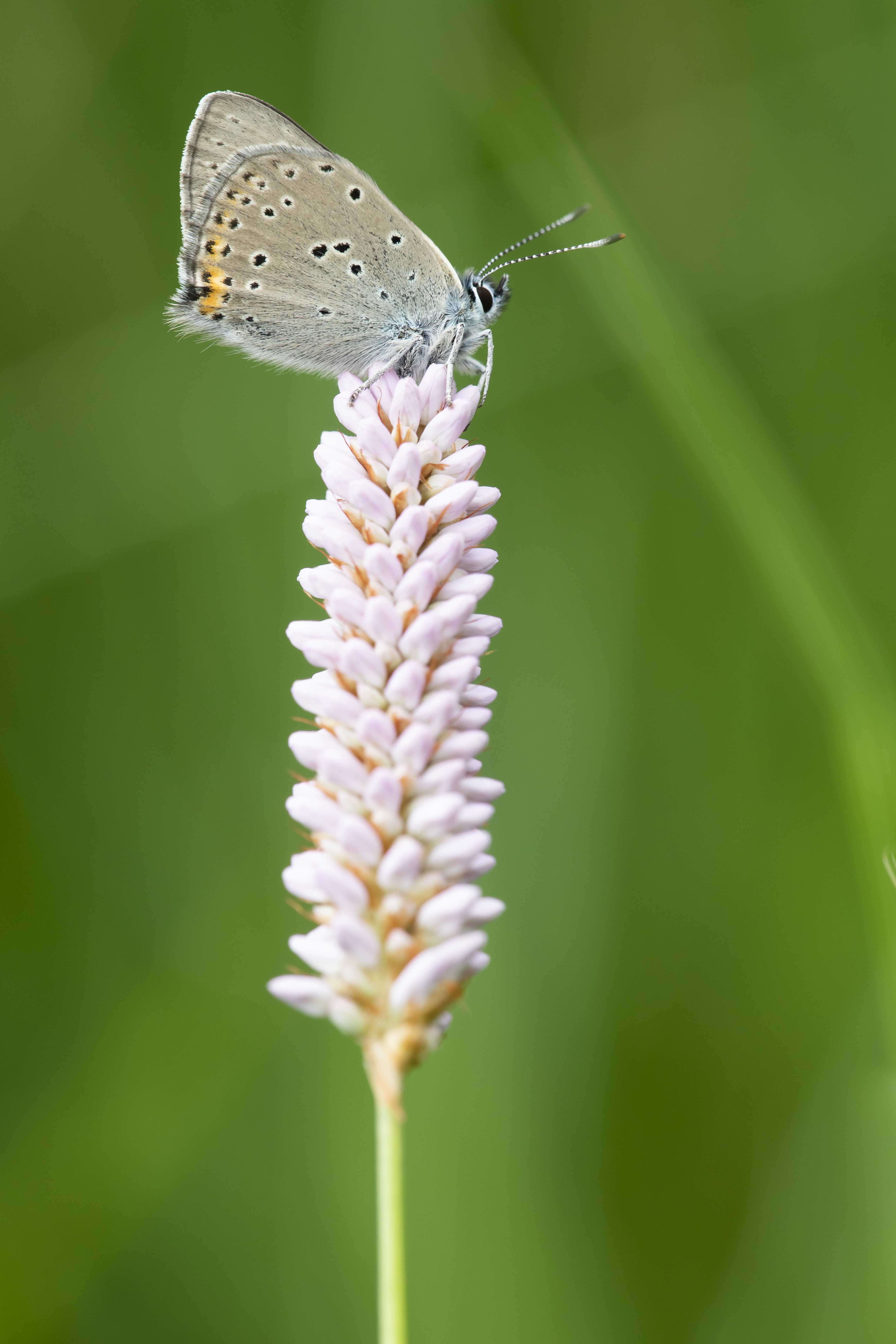 Purple edged copper  - Lycaena hippothoe