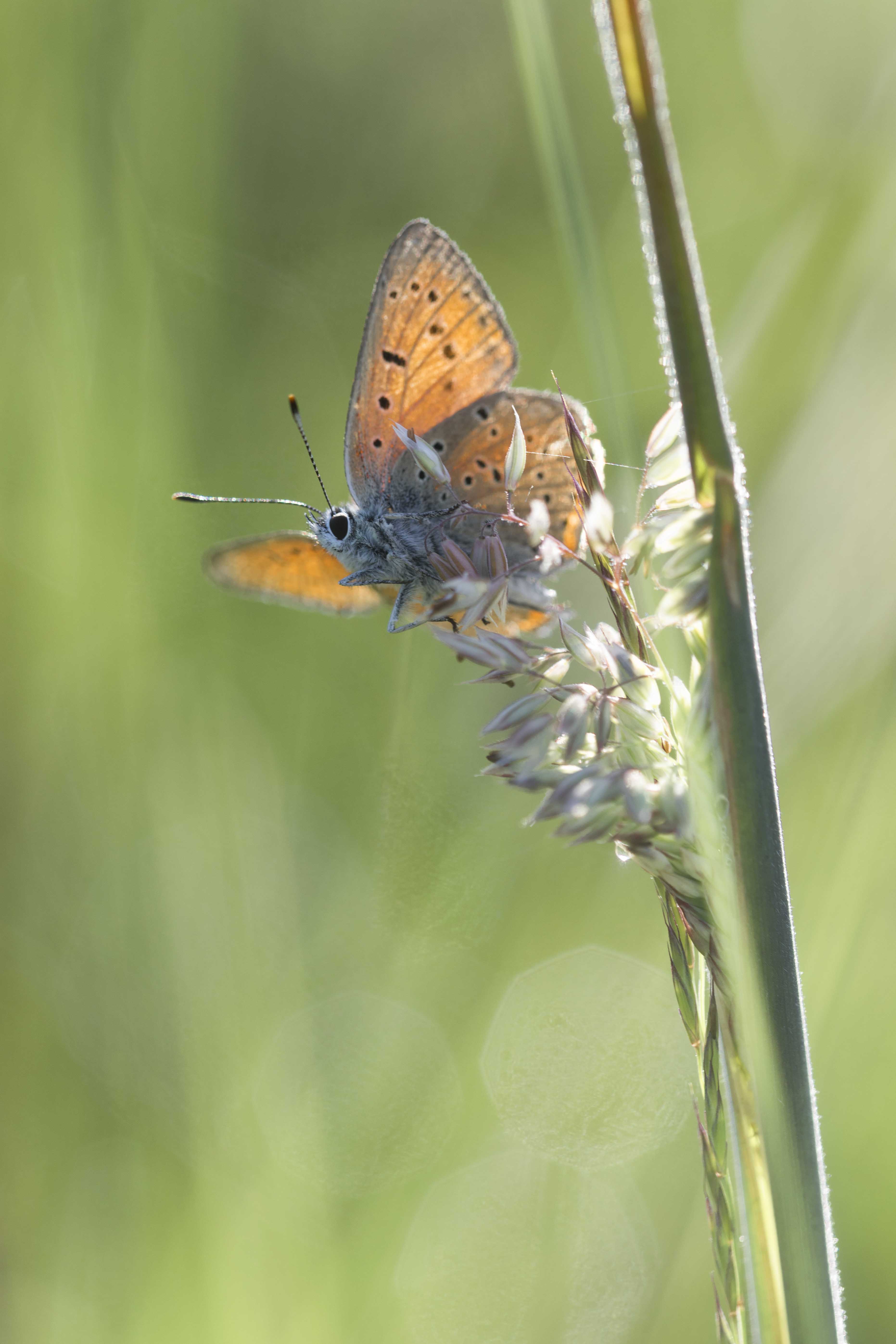 Purple edged copper  - Lycaena hippothoe