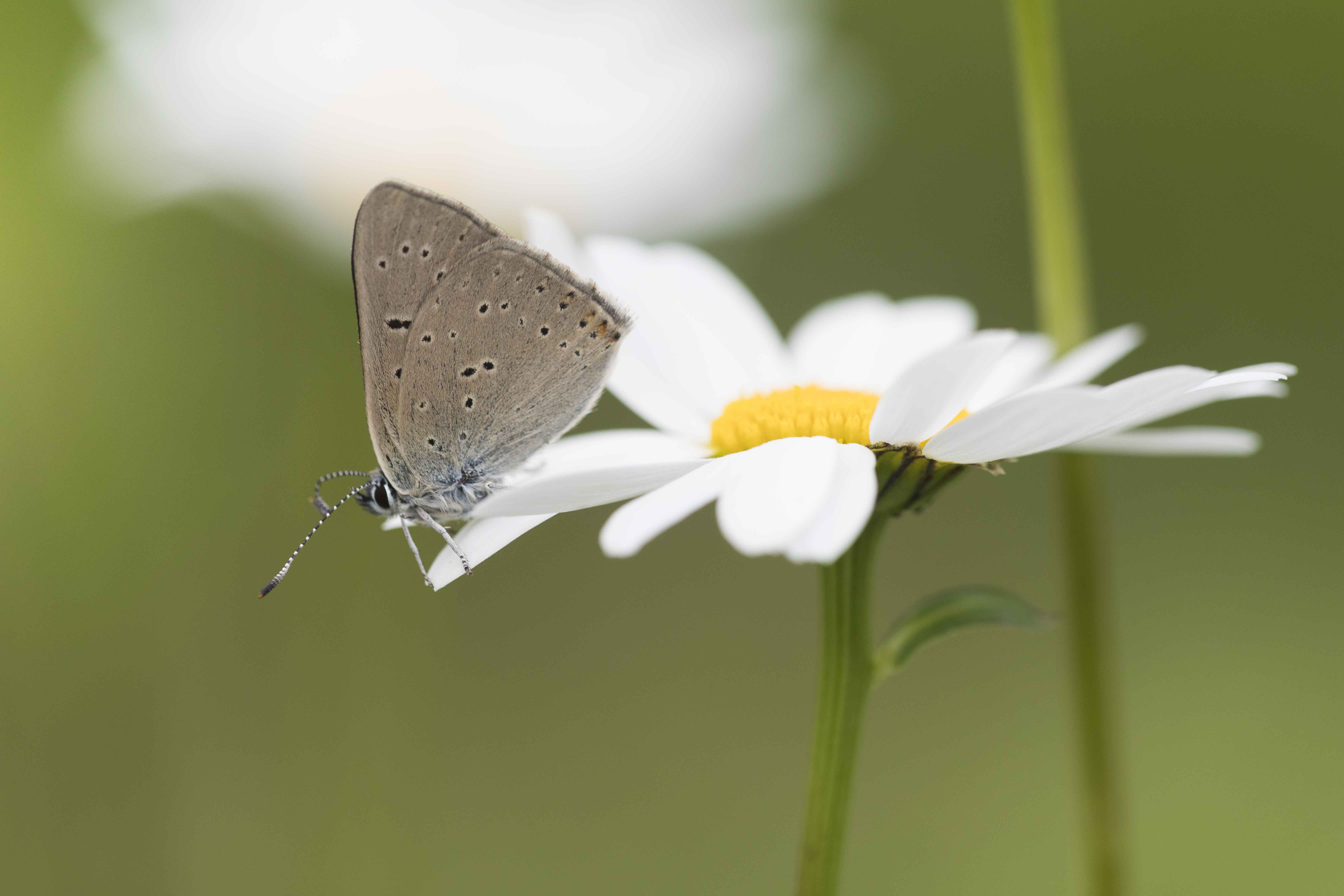 Purple edged copper  - Lycaena hippothoe