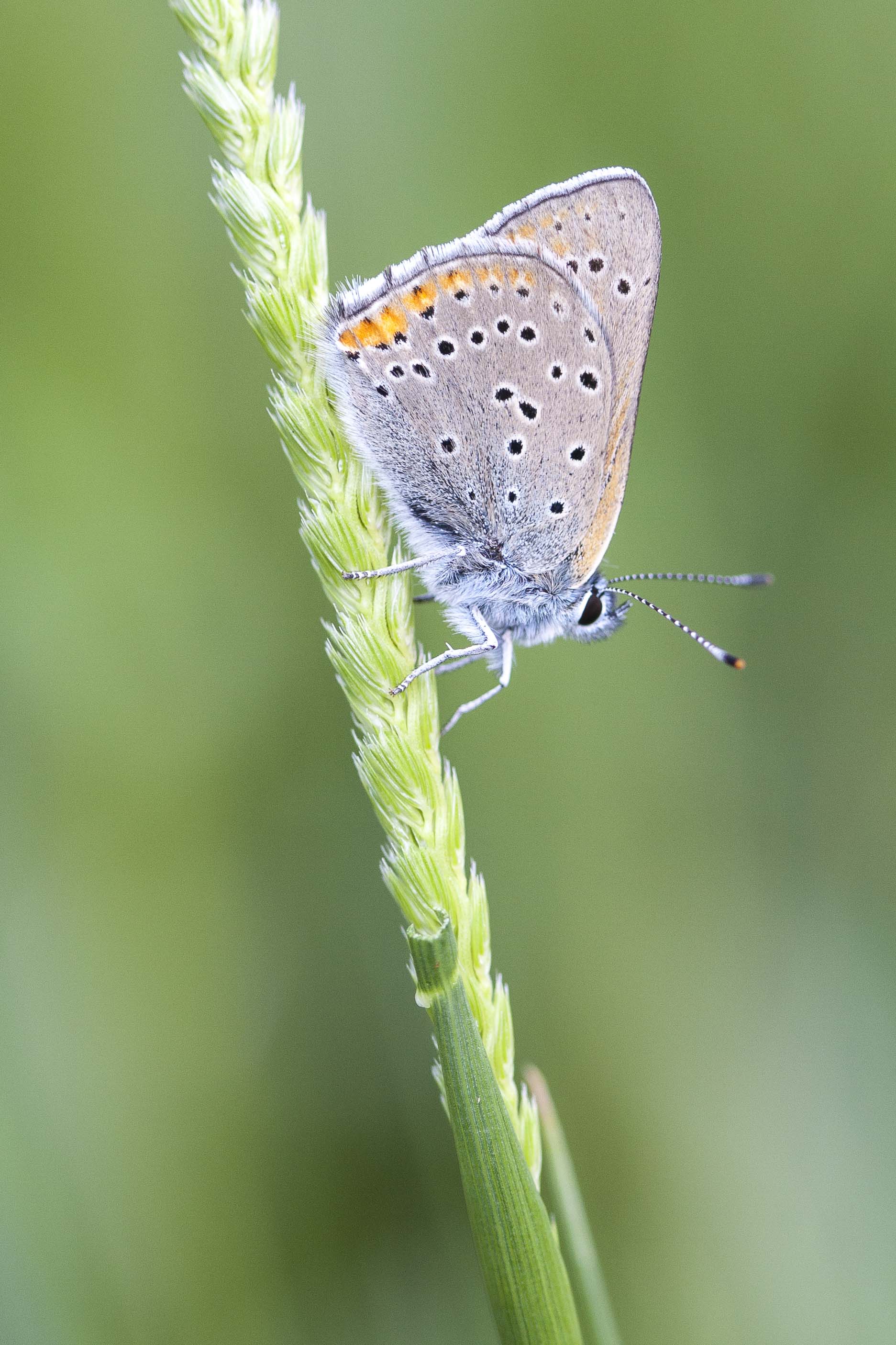 Purple edged copper  - Lycaena hippothoe