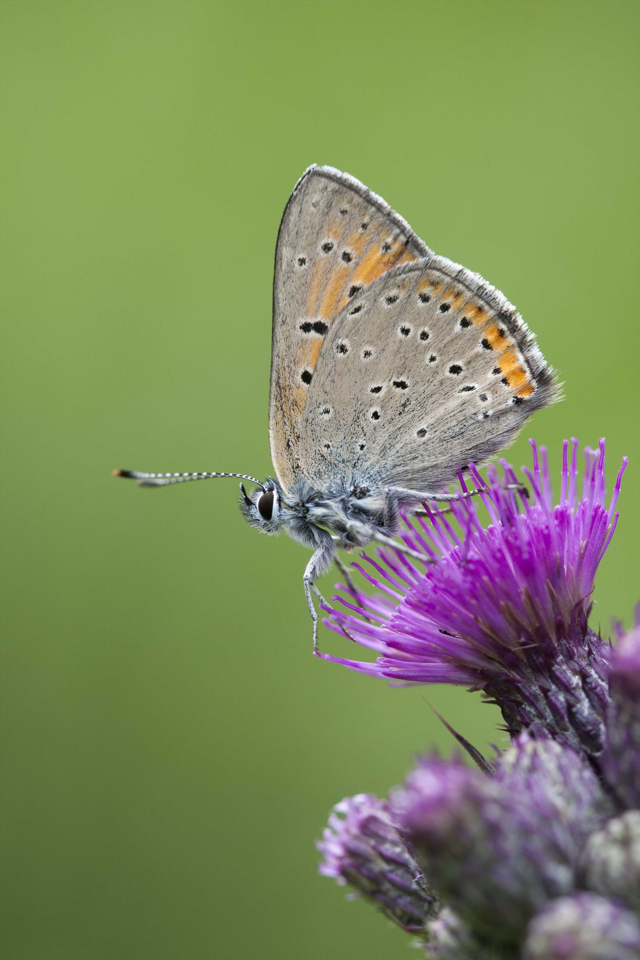 Purple edged copper  - Lycaena hippothoe