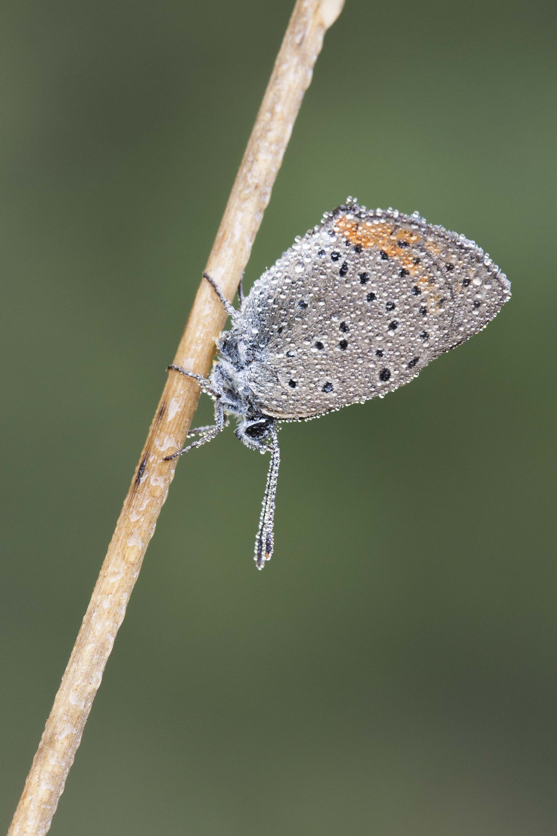 Purple edged copper  - Lycaena hippothoe