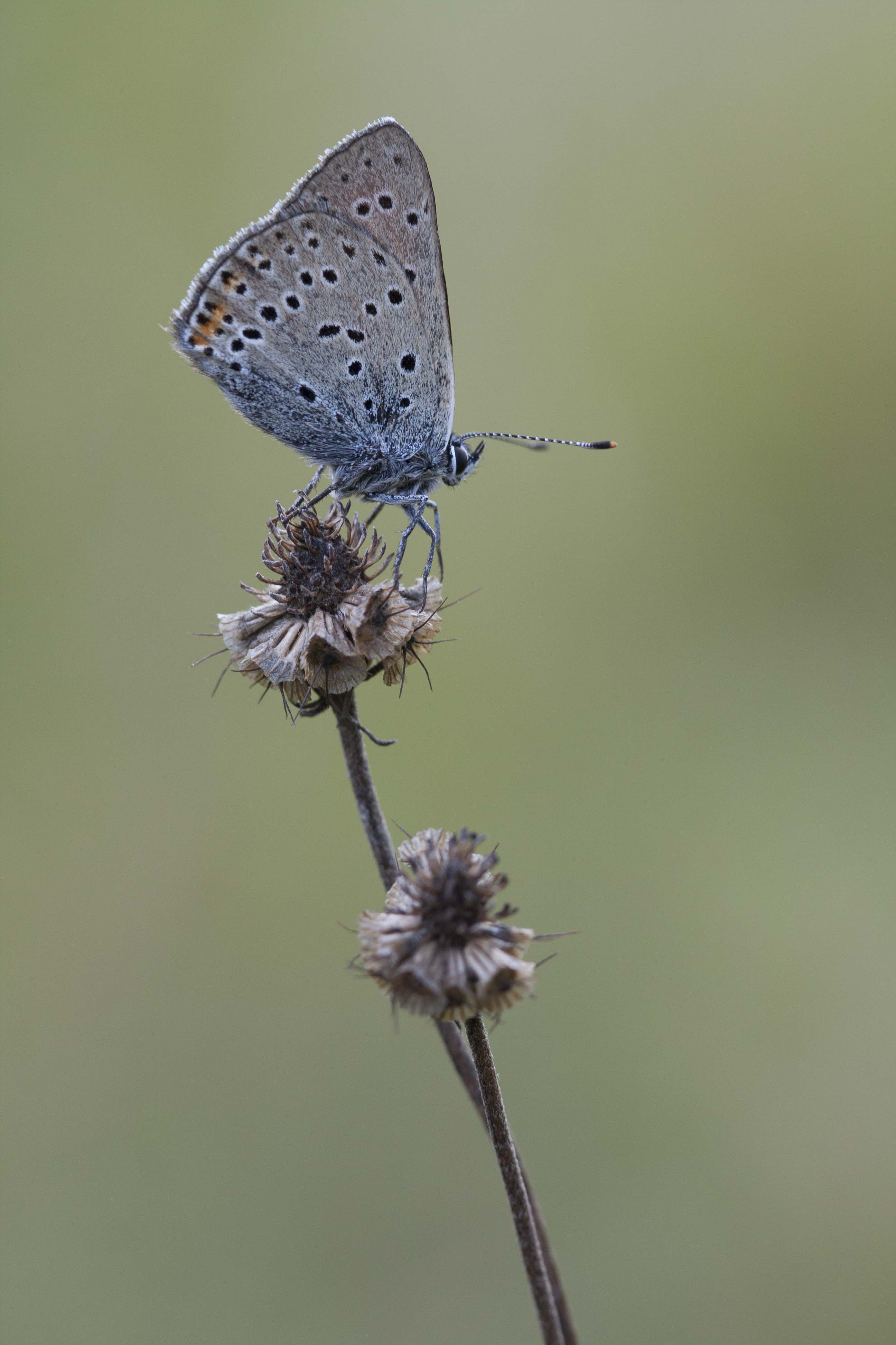 Purple edged copper  - Lycaena hippothoe