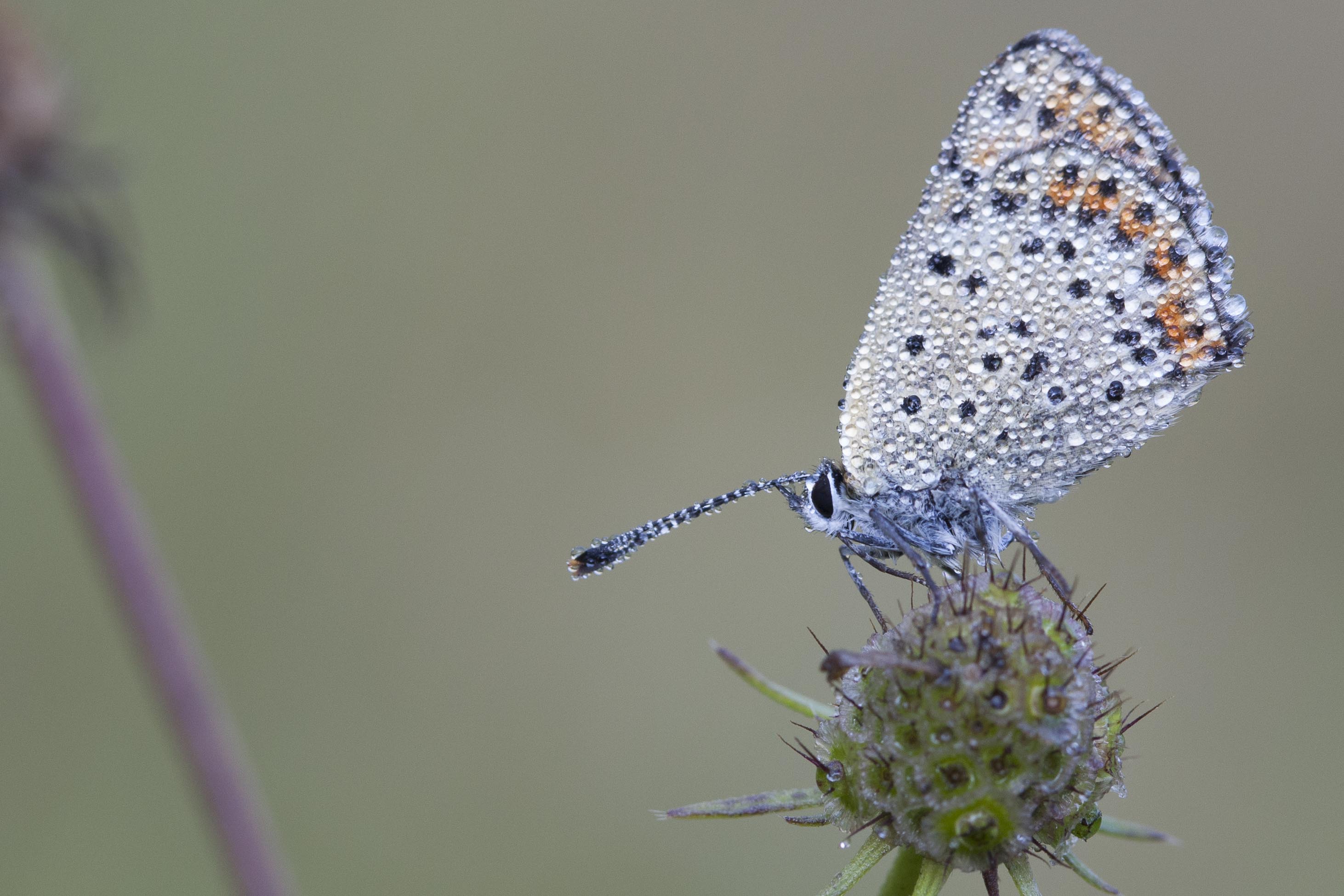 Rode Vuurvlinder  - Lycaena hippothoe