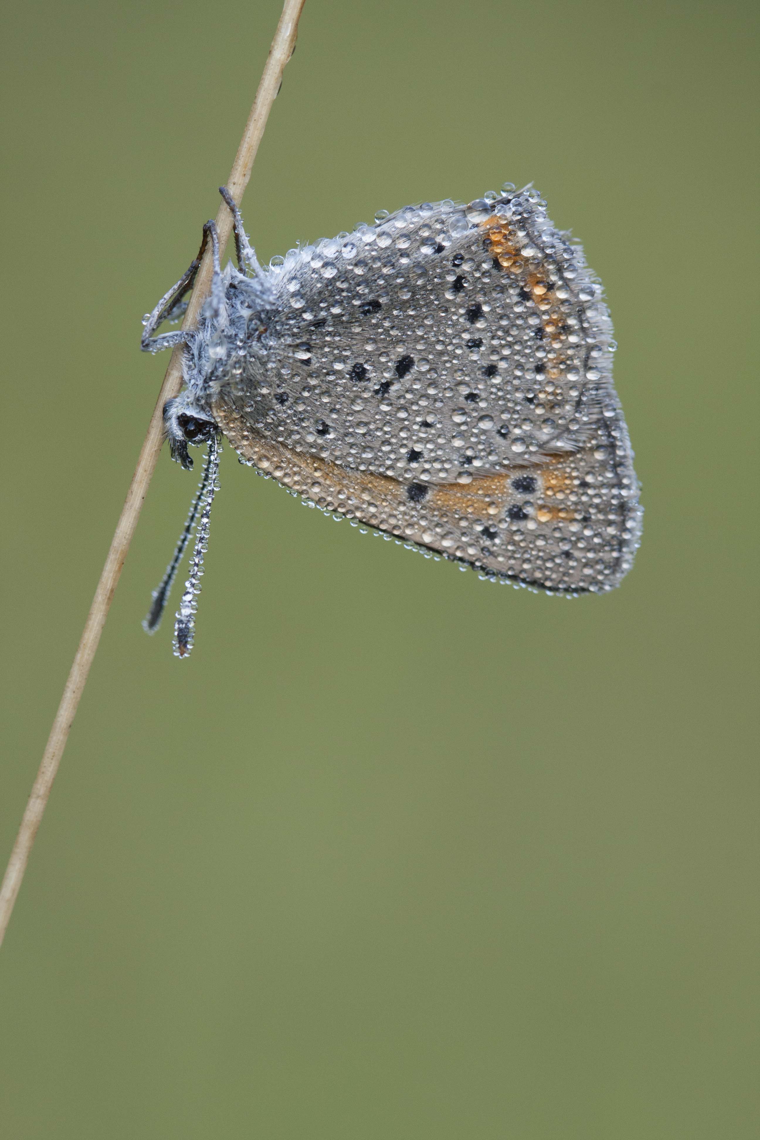 Purple edged copper  - Lycaena hippothoe