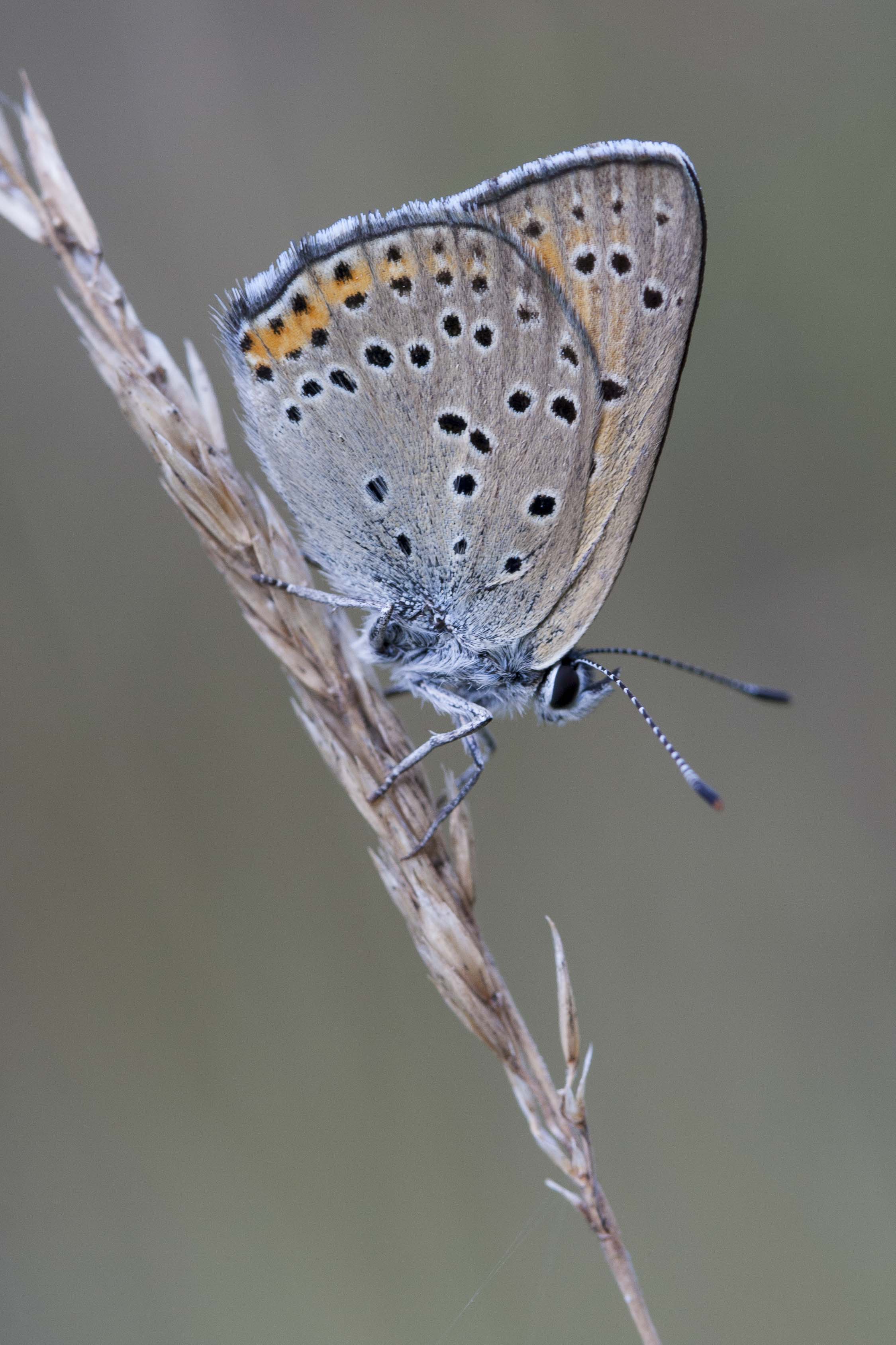 Purple edged copper  - Lycaena hippothoe