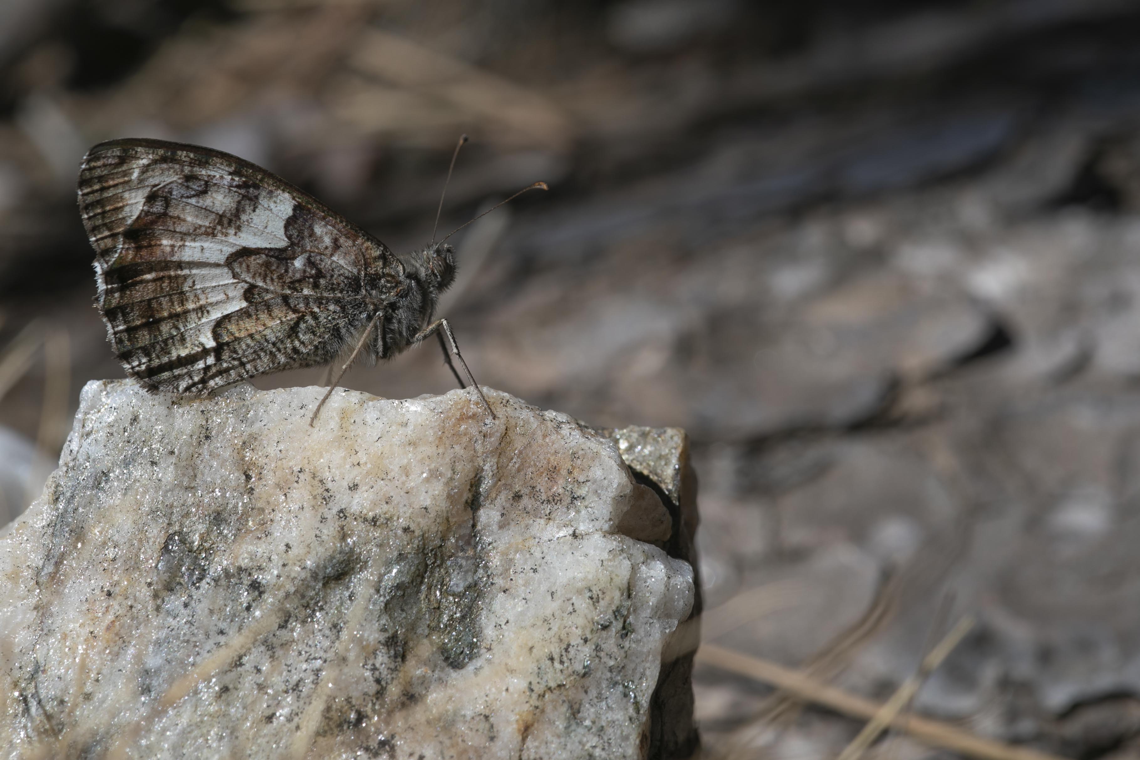 Heivlinder  - Hipparchia semele