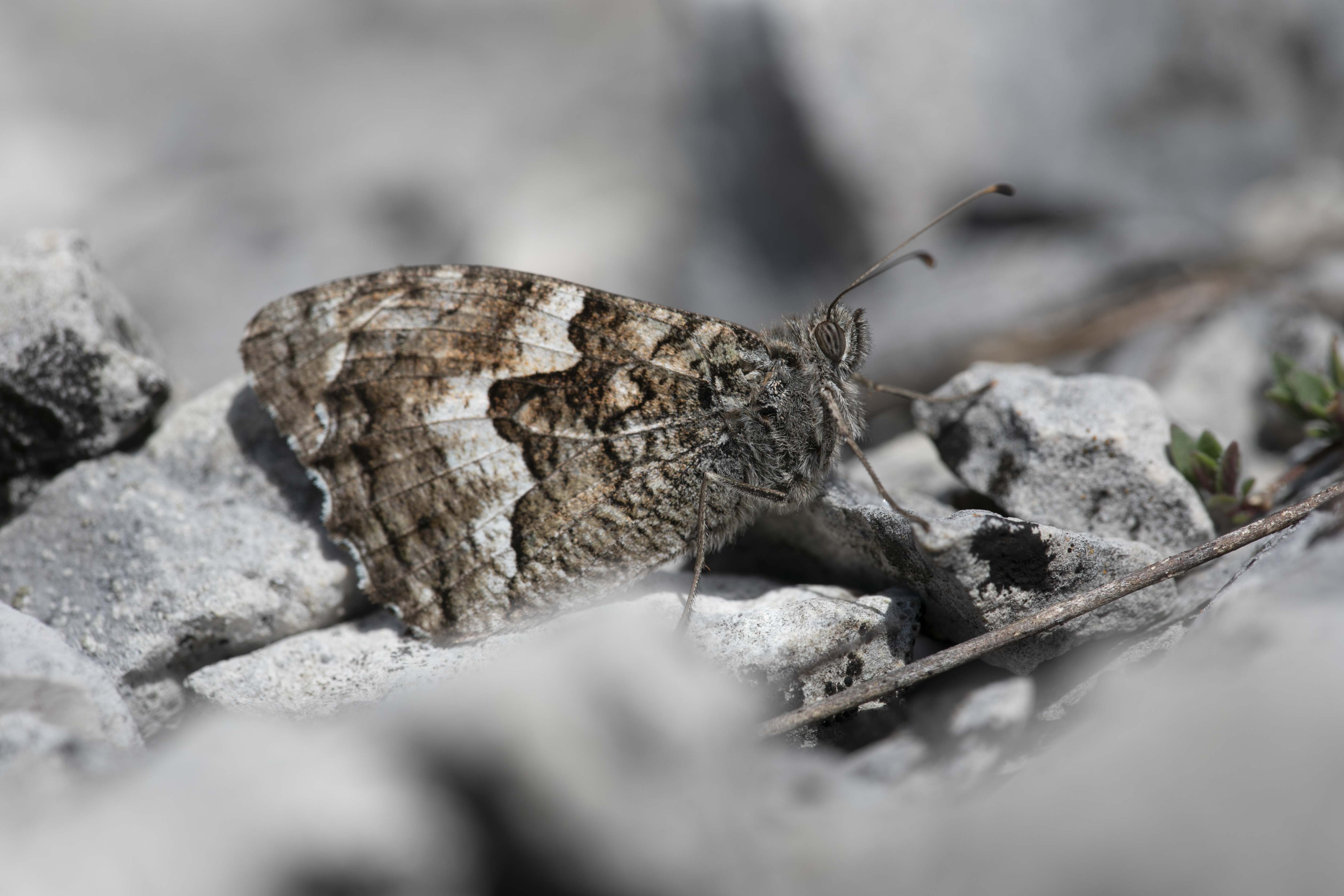 Grayling  - Hipparchia semele