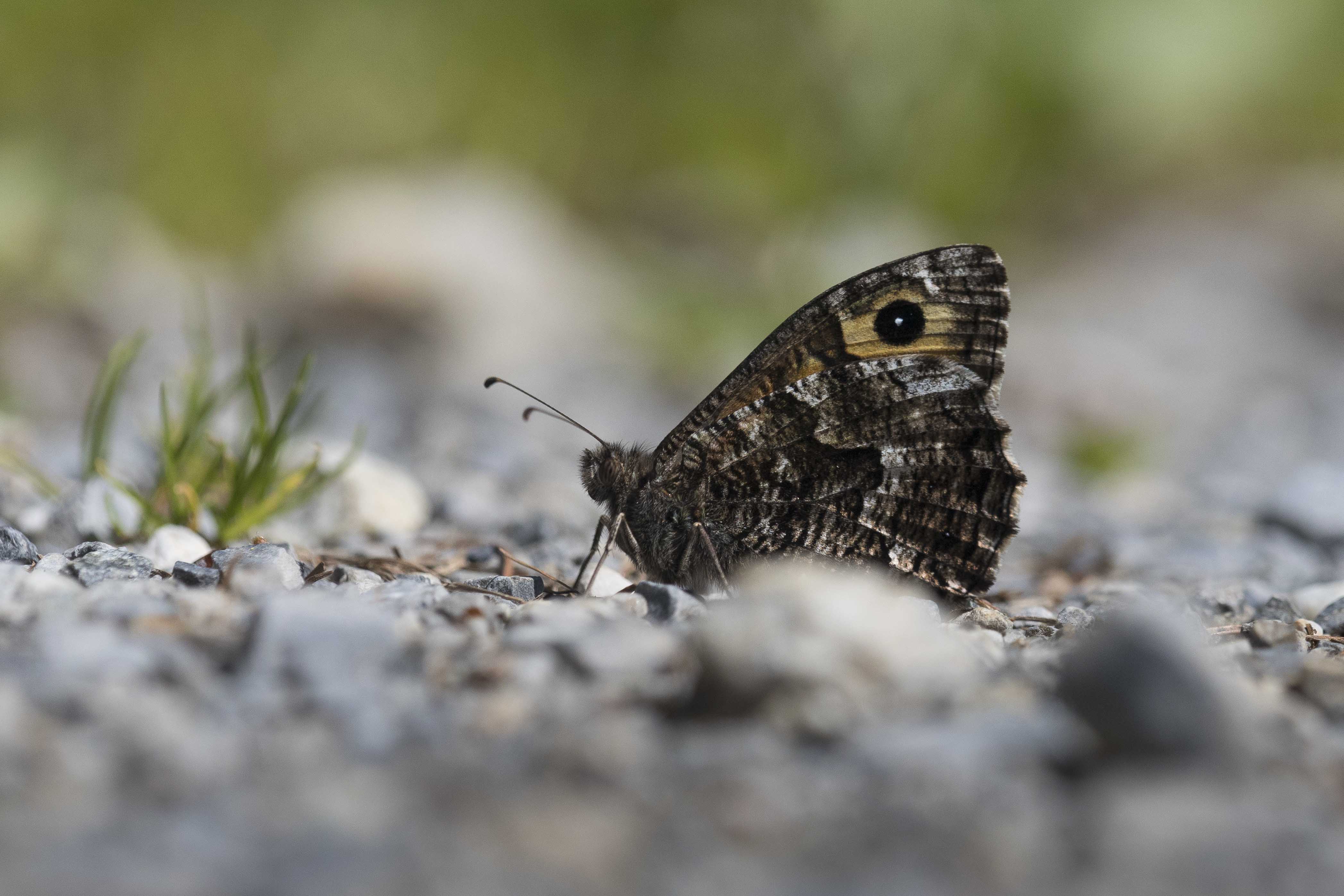 Heivlinder  - Hipparchia semele