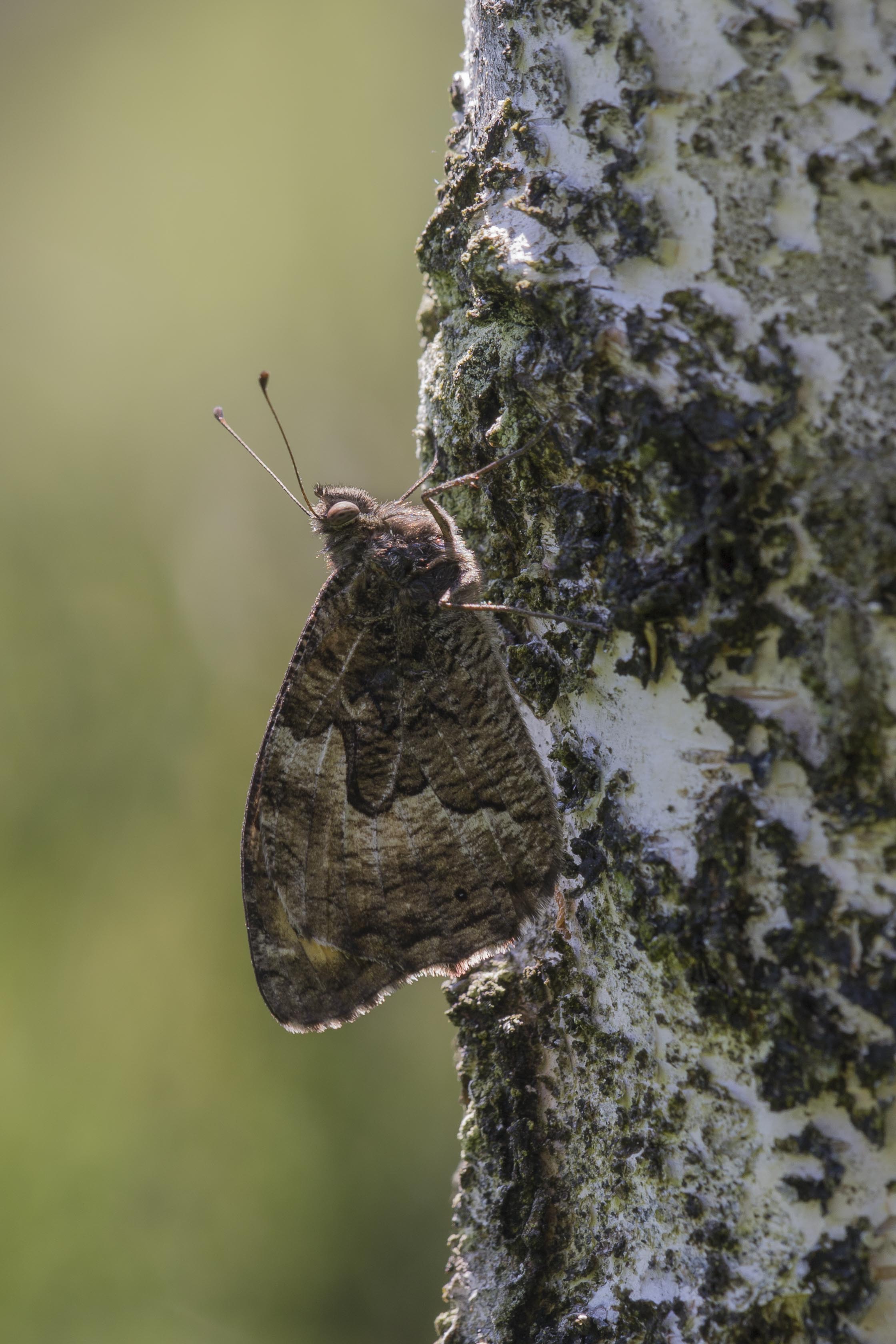 Grayling  - Hipparchia semele