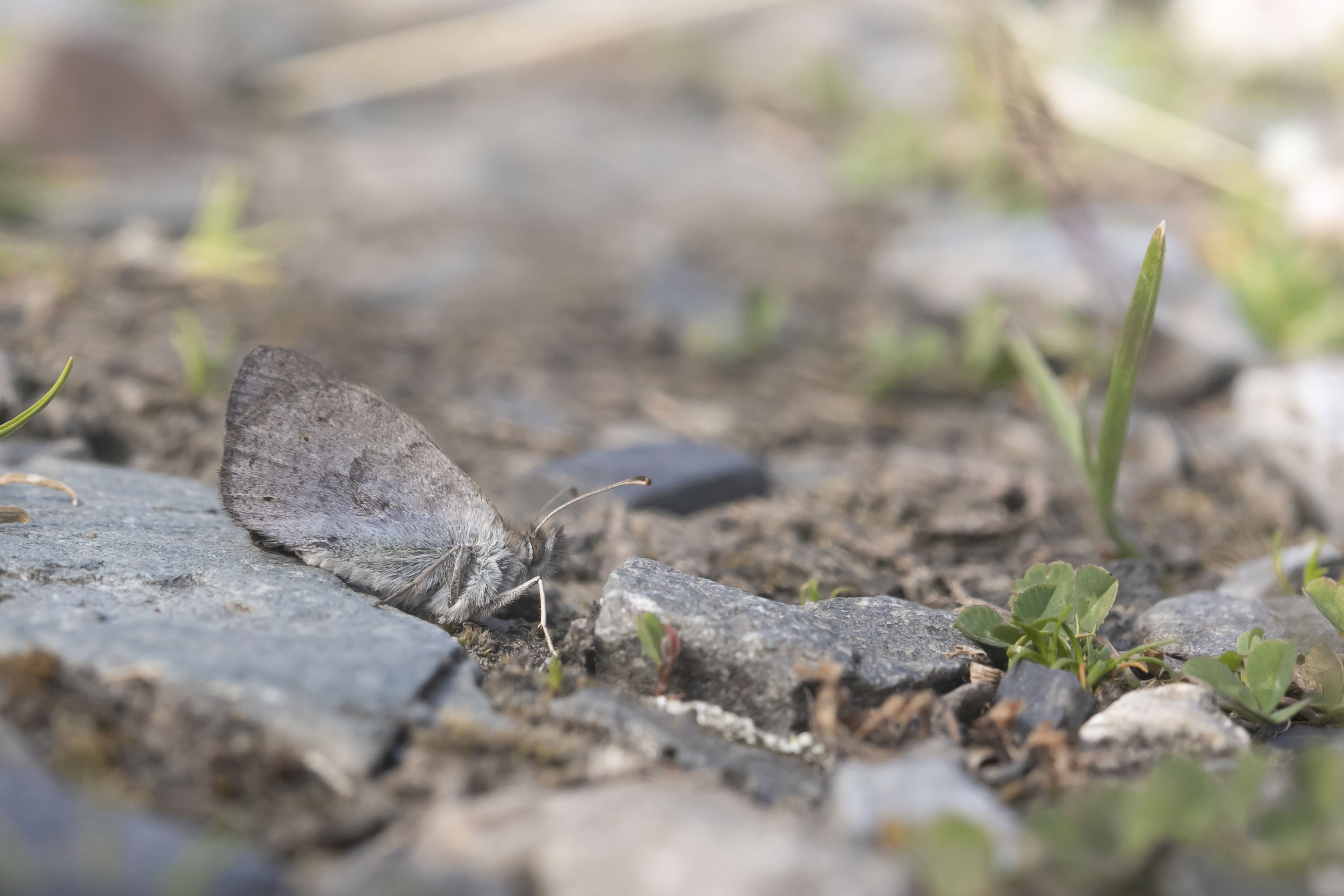 Common brassy ringlet  (Erebia cassioides)