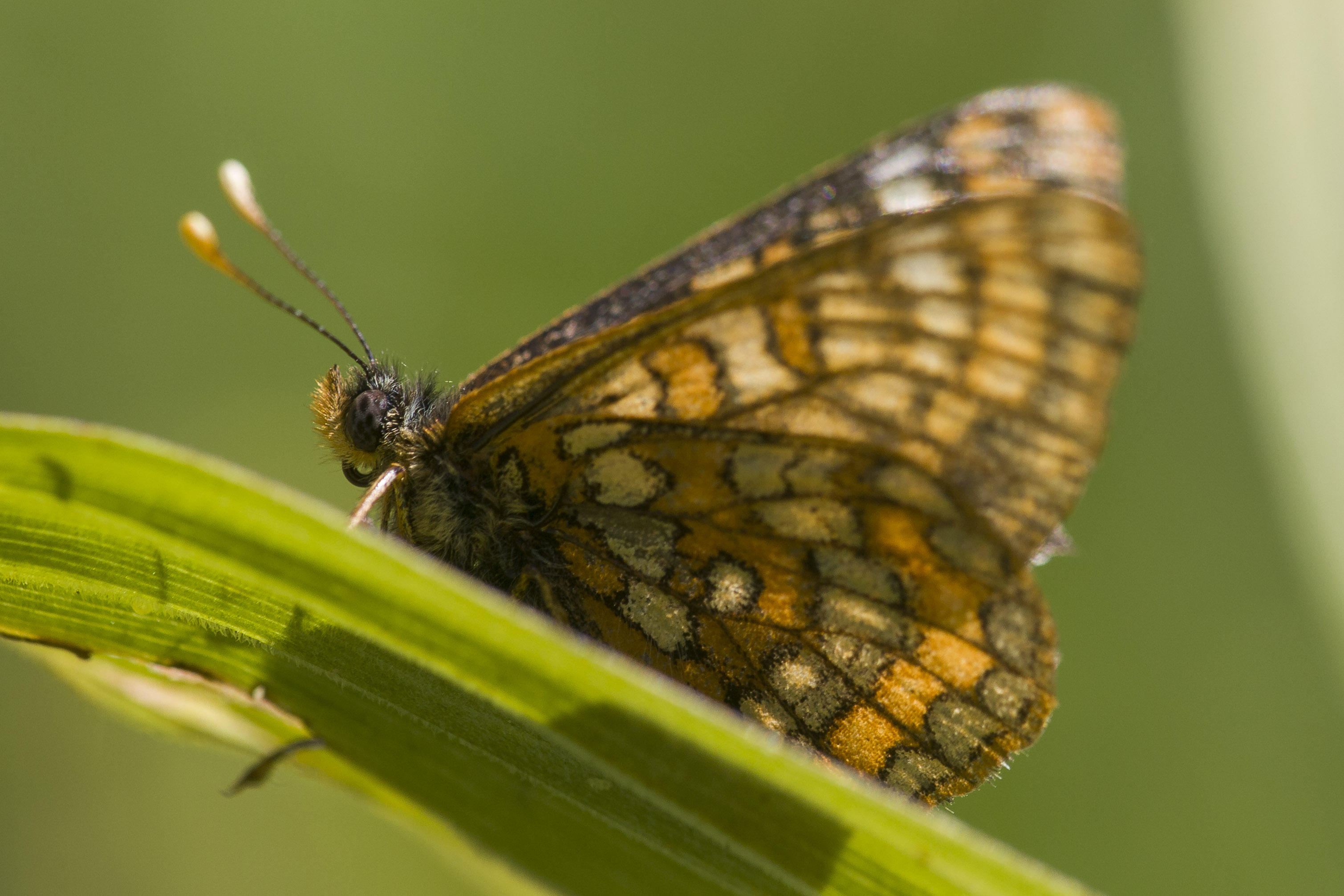 Oranjebonte Parelmoervlinder  - Euphydryas intermedia