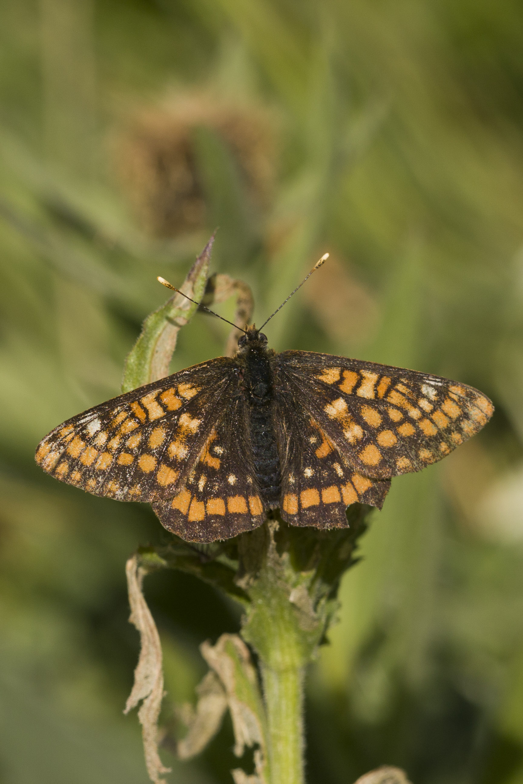 Asian fritillary 