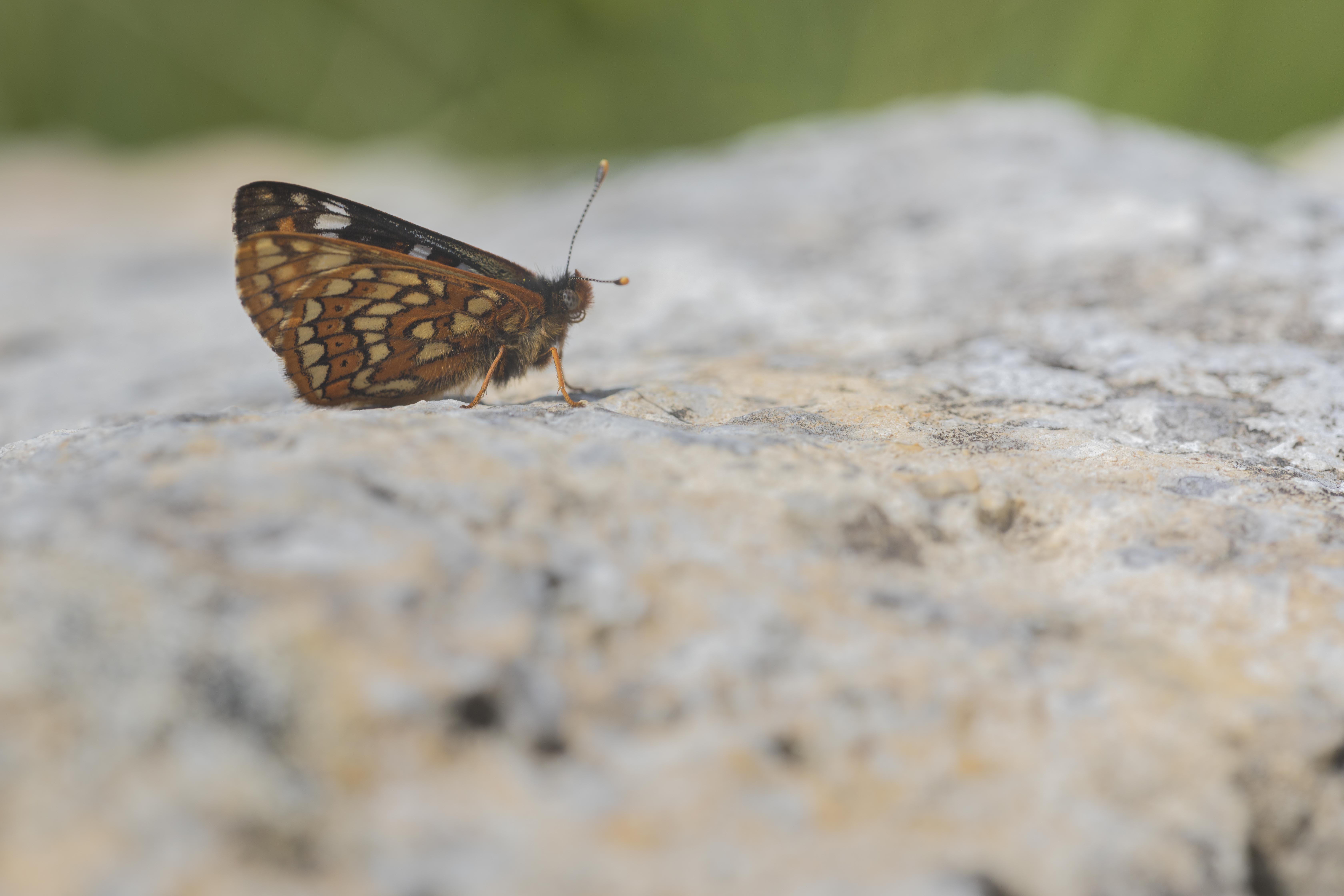 Witbonte Parelmoervlinder  - Euphydryas cynthia