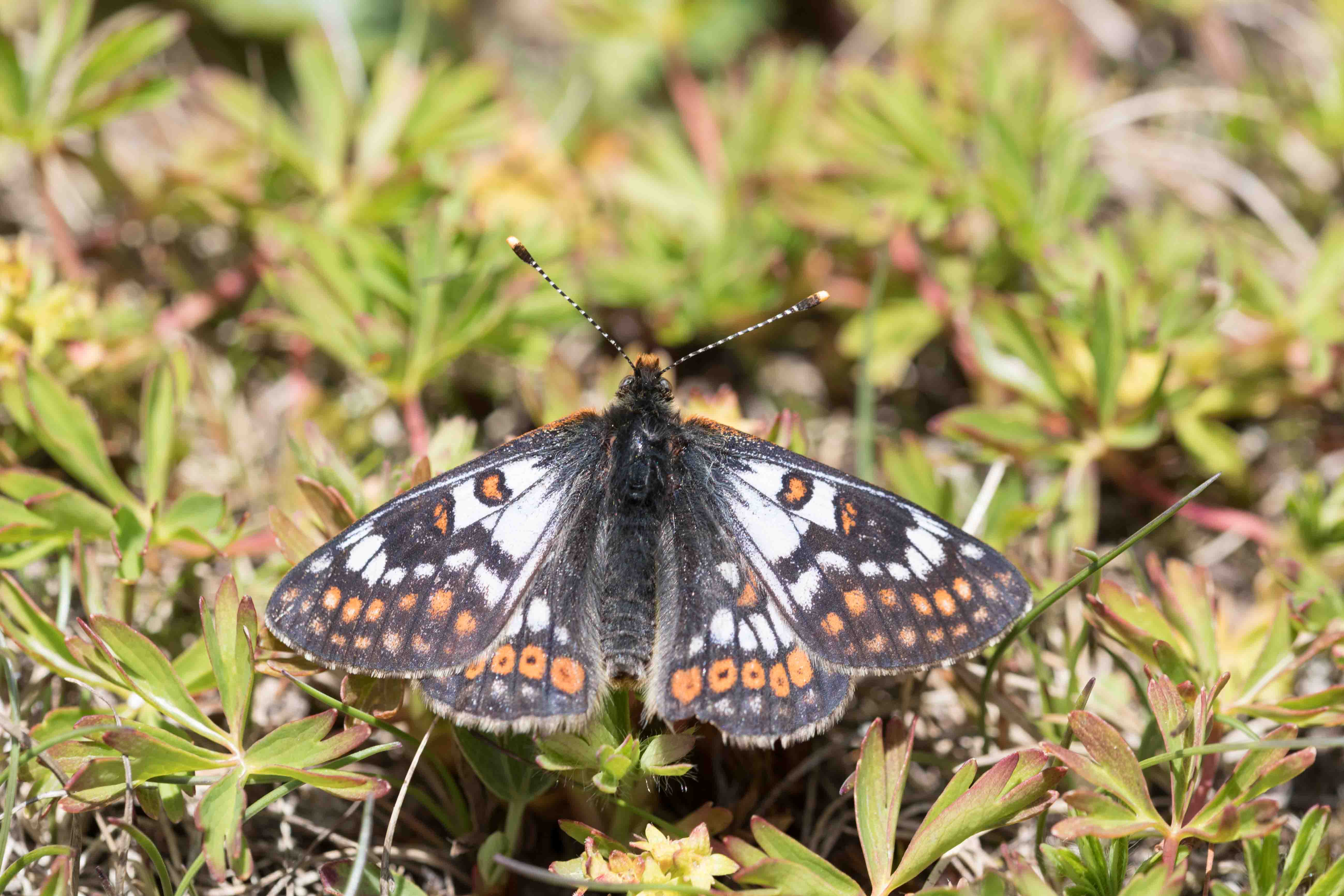 Witbonte Parelmoervlinder  - Euphydryas cynthia