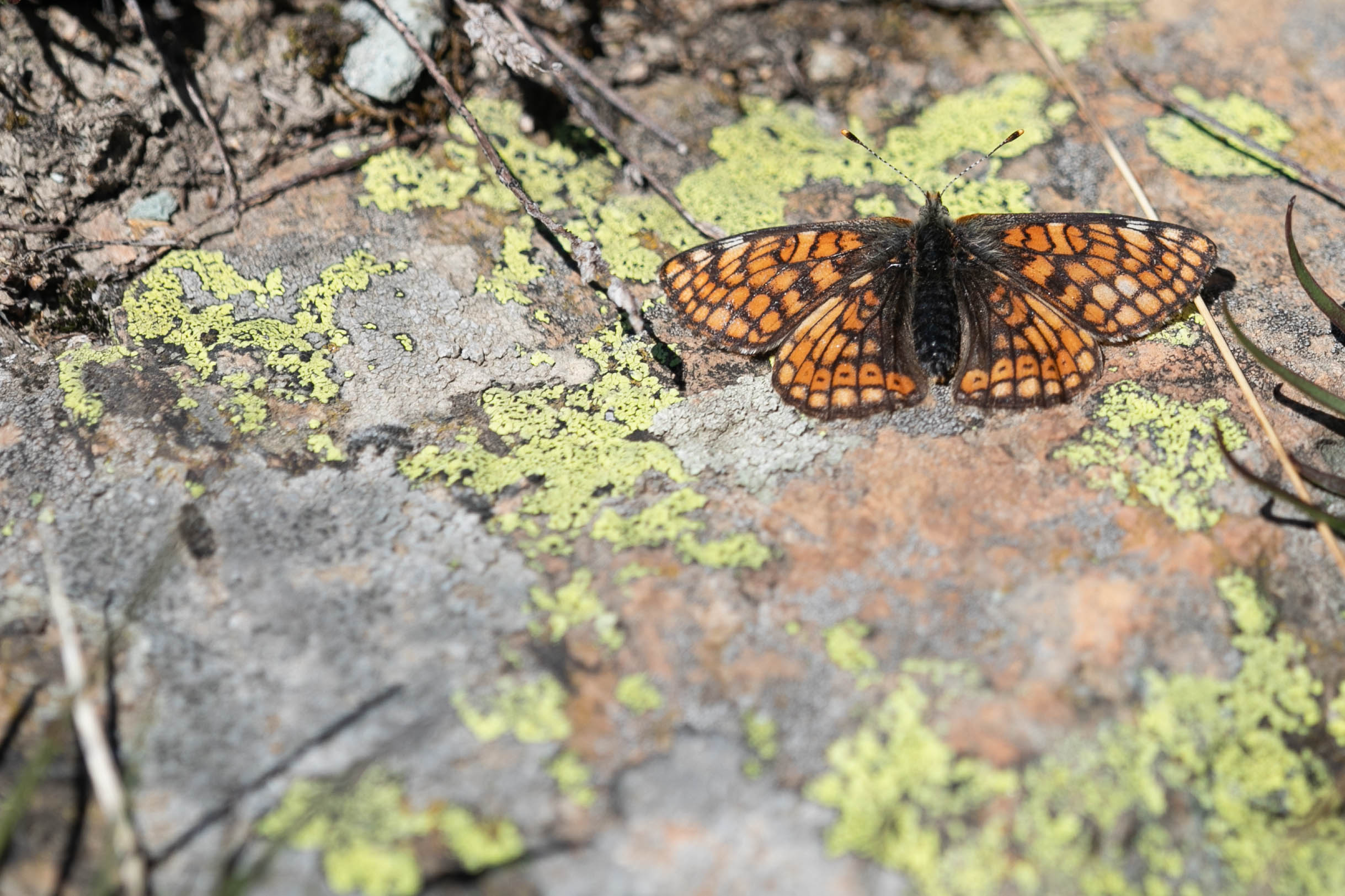 Cynthia's fritillary  - Euphydryas cynthia