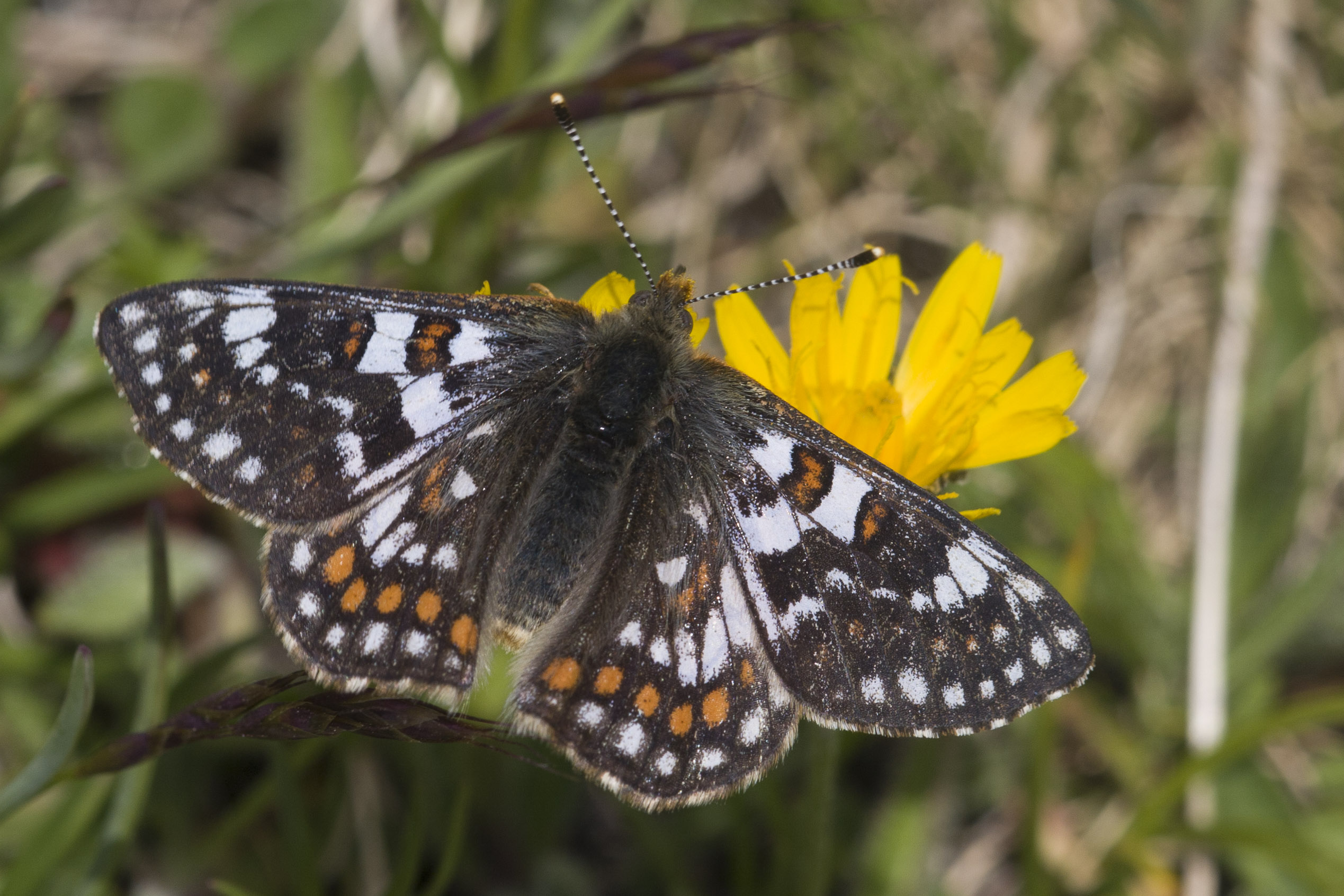 Cynthia's fritillary 