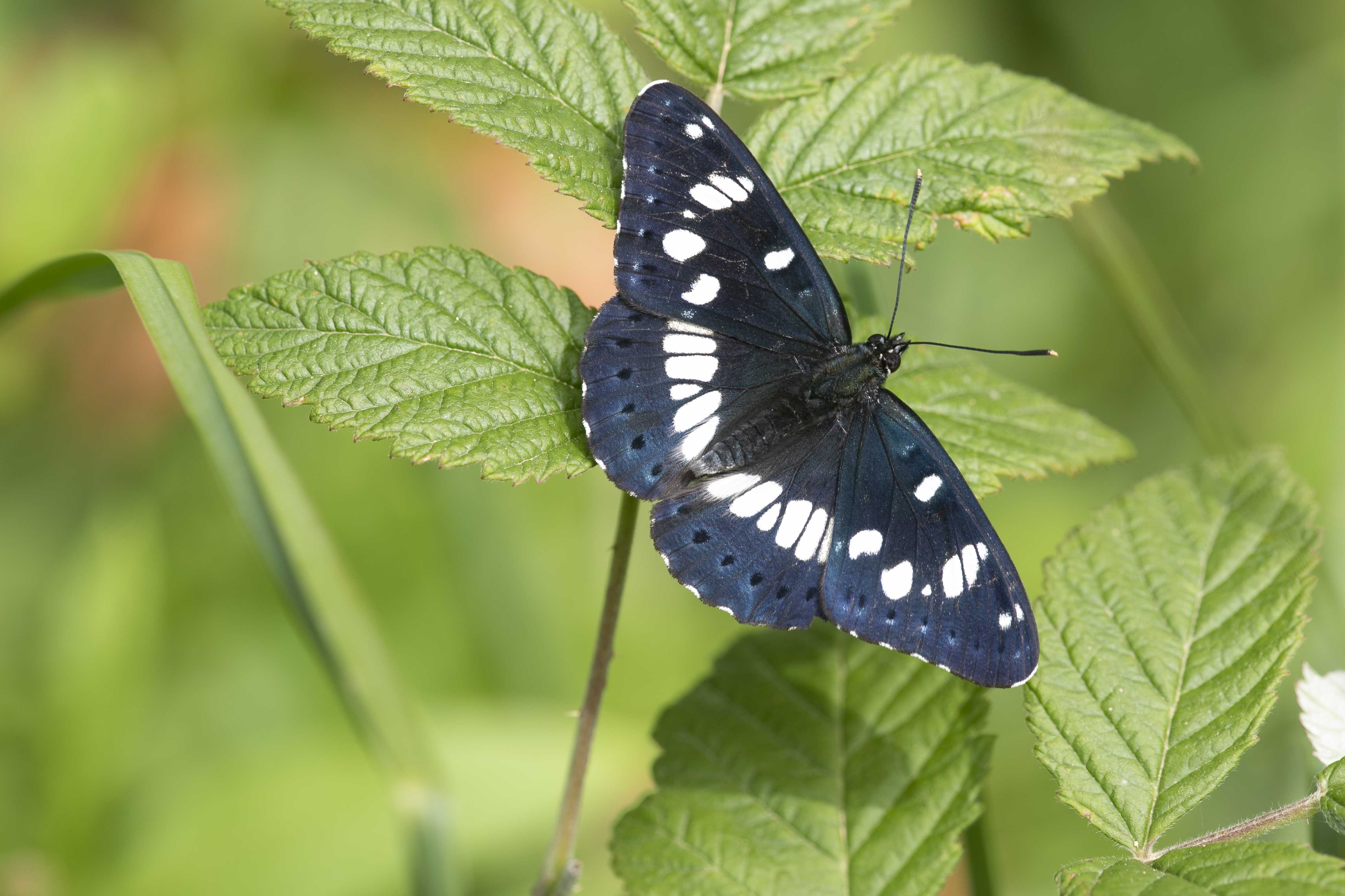 Blauwe Ijsvogelvlinder  - Limenitis reducta