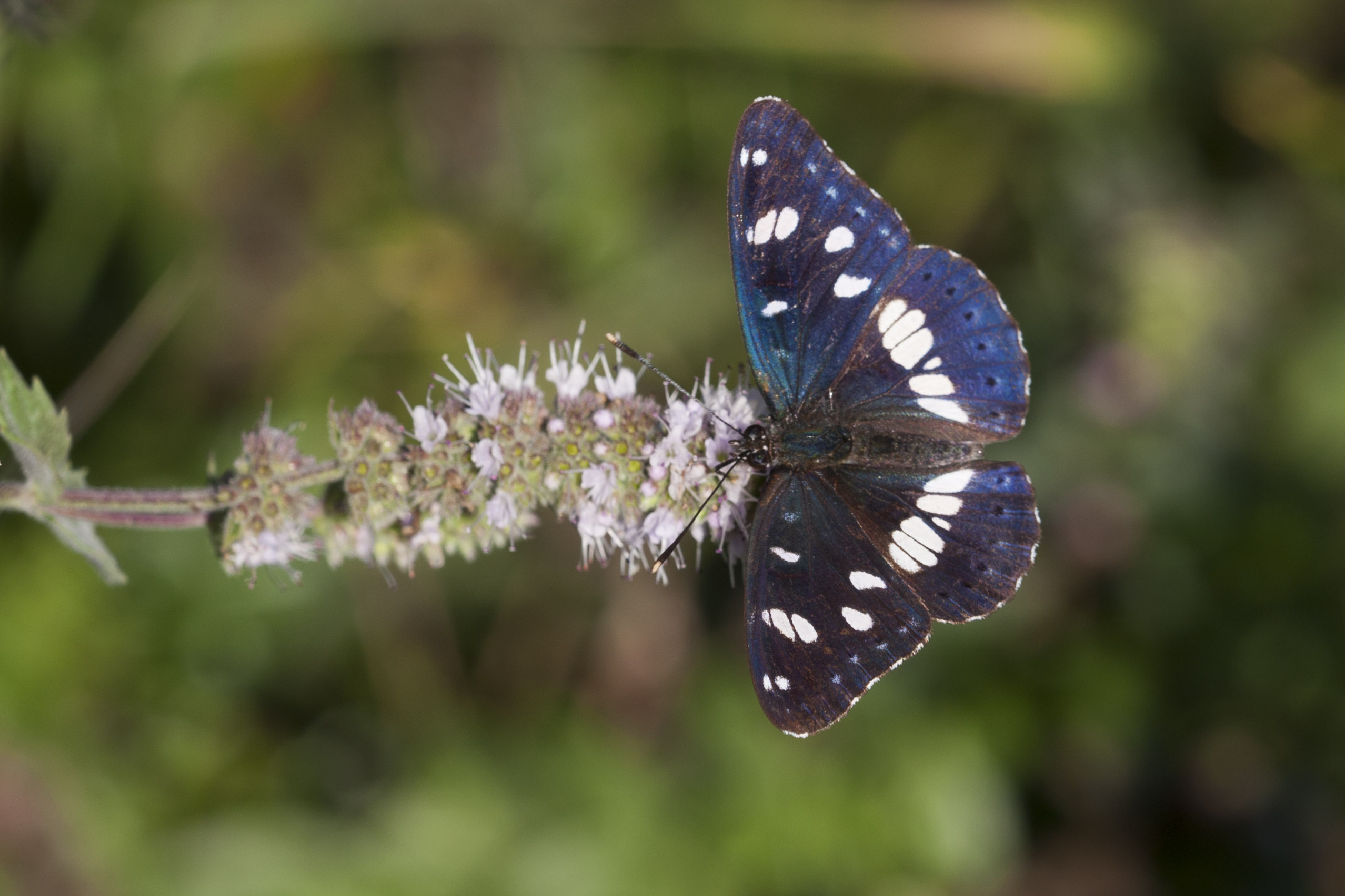 Blauwe Ijsvogelvlinder 