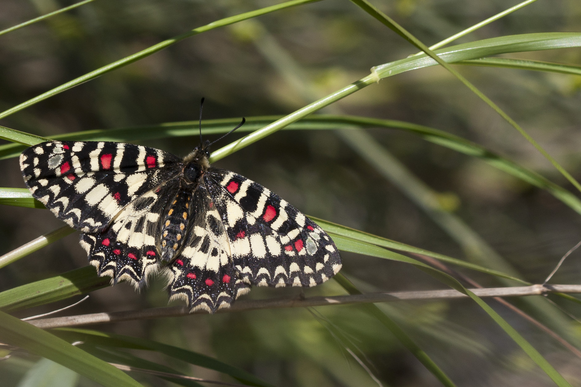 Spanish festoon  - Zerynthia rumina