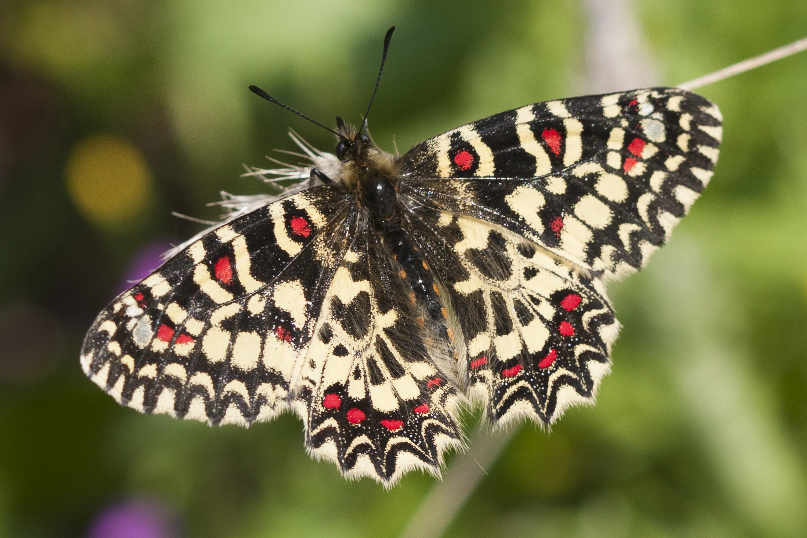 Spanish festoon  - Zerynthia rumina