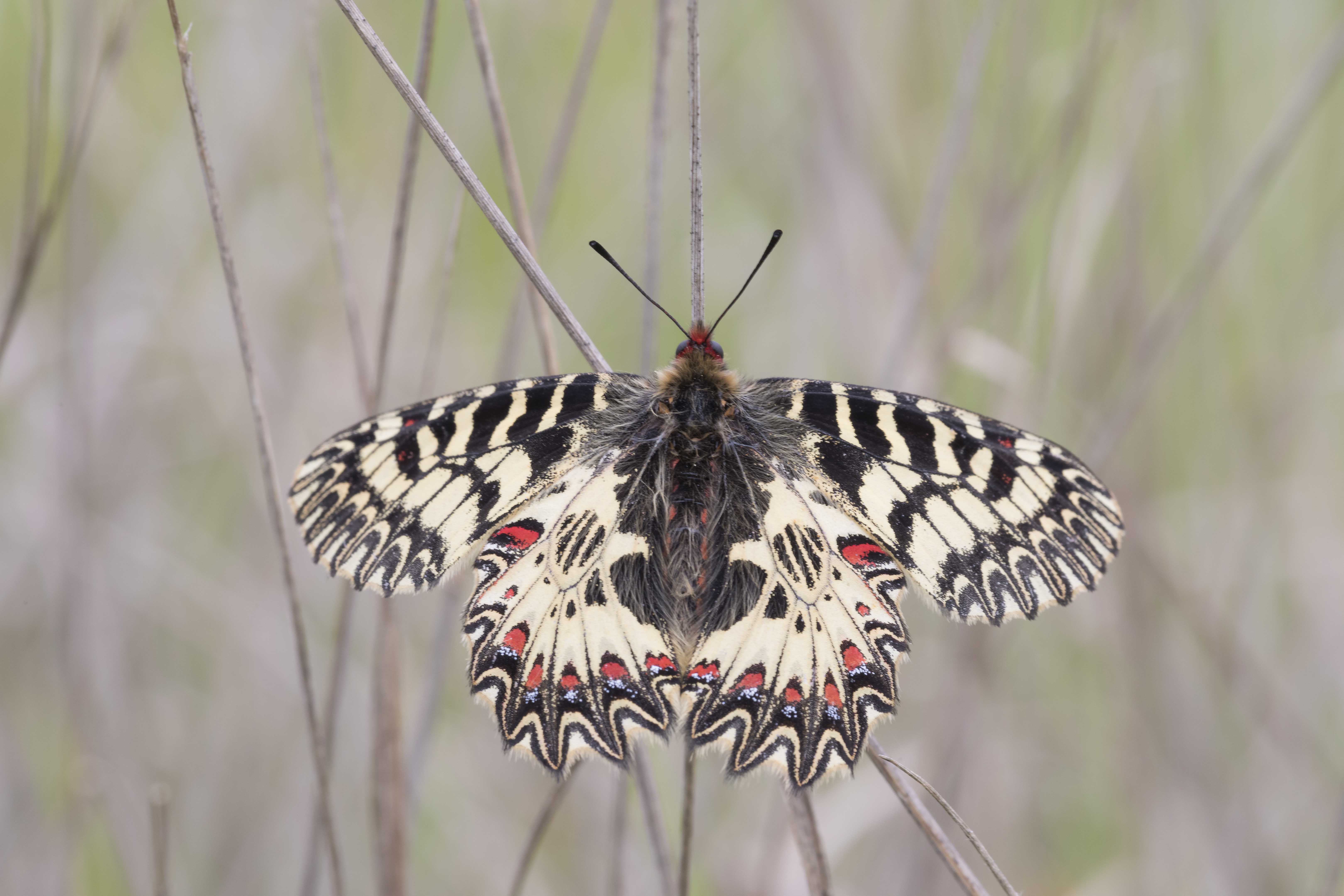 Zuidelijke Pijpbloemvlinder  - Zerynthia polyxena