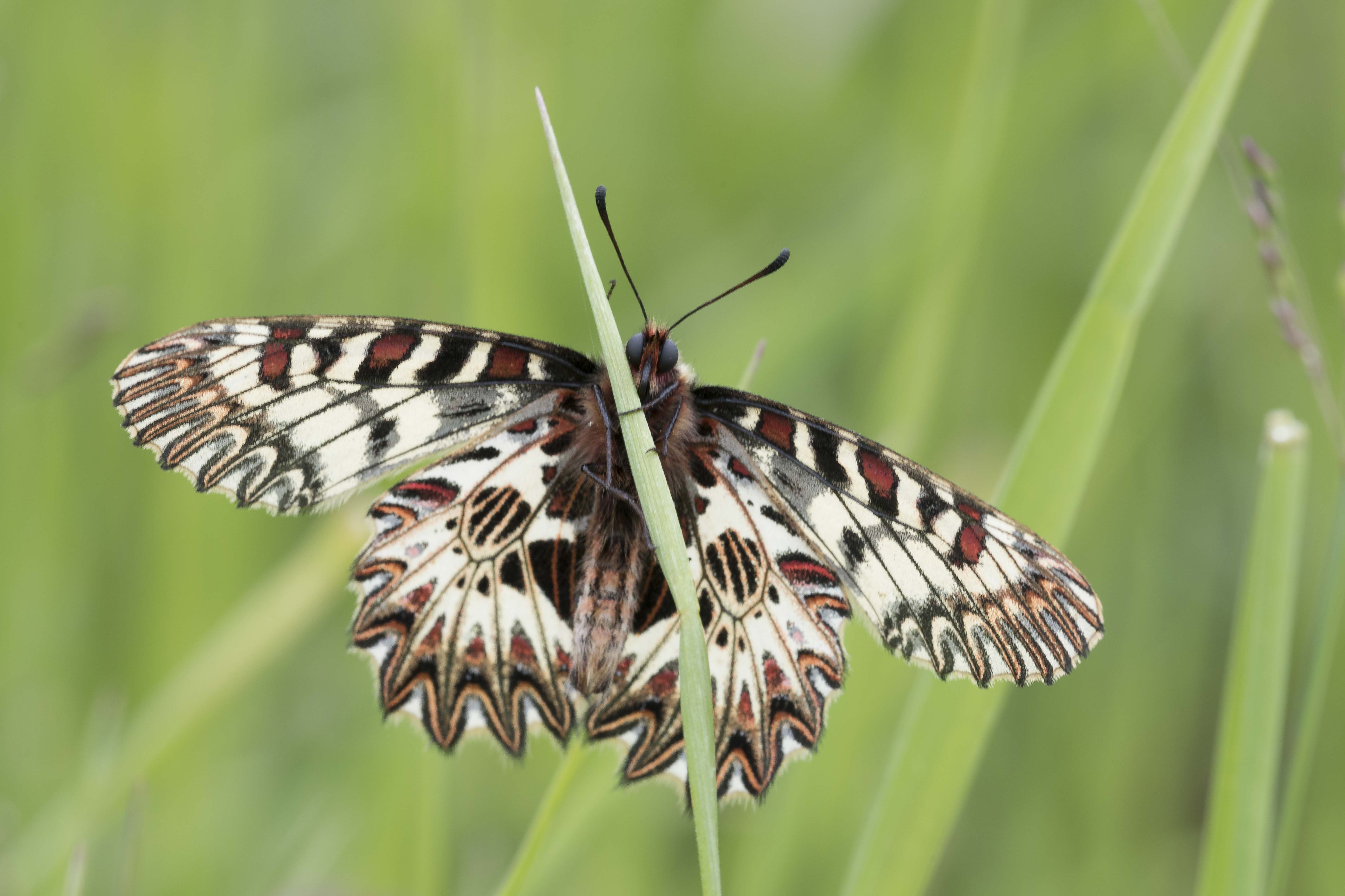 Southern festoon  - Zerynthia polyxena