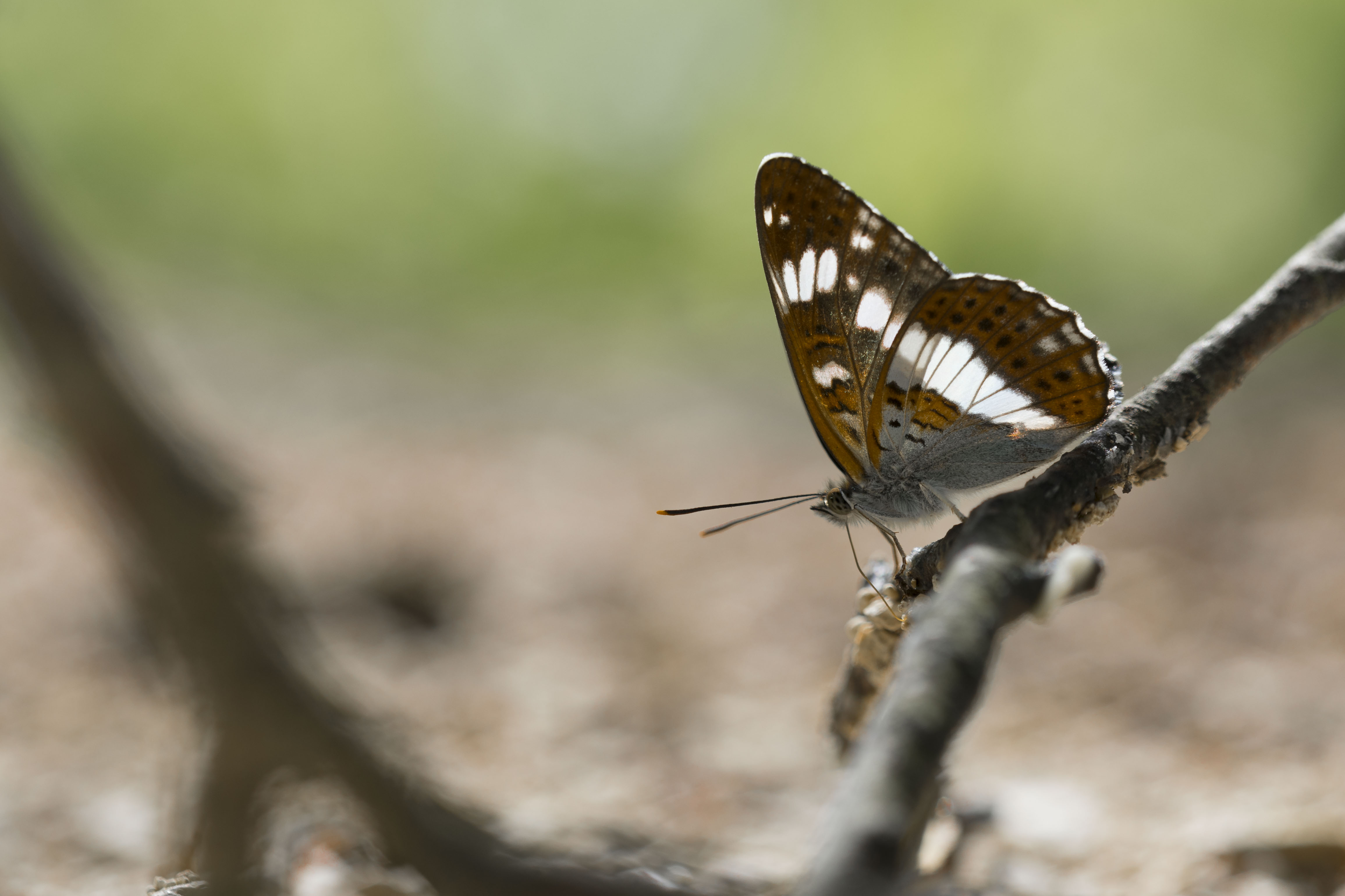 White admiral  - Limenitis camilla