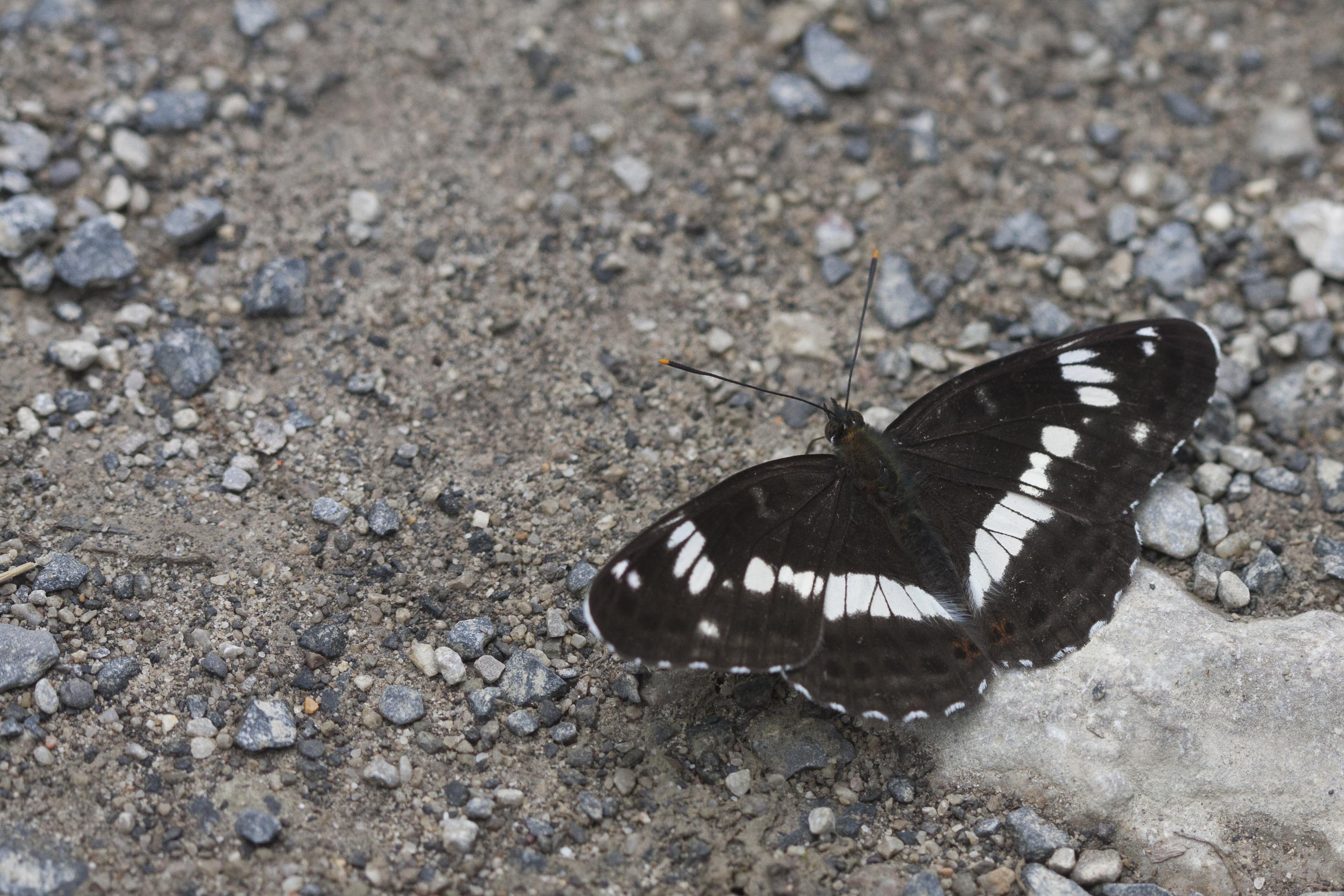 Kleine Ijsvogelvlinder  - Limenitis camilla