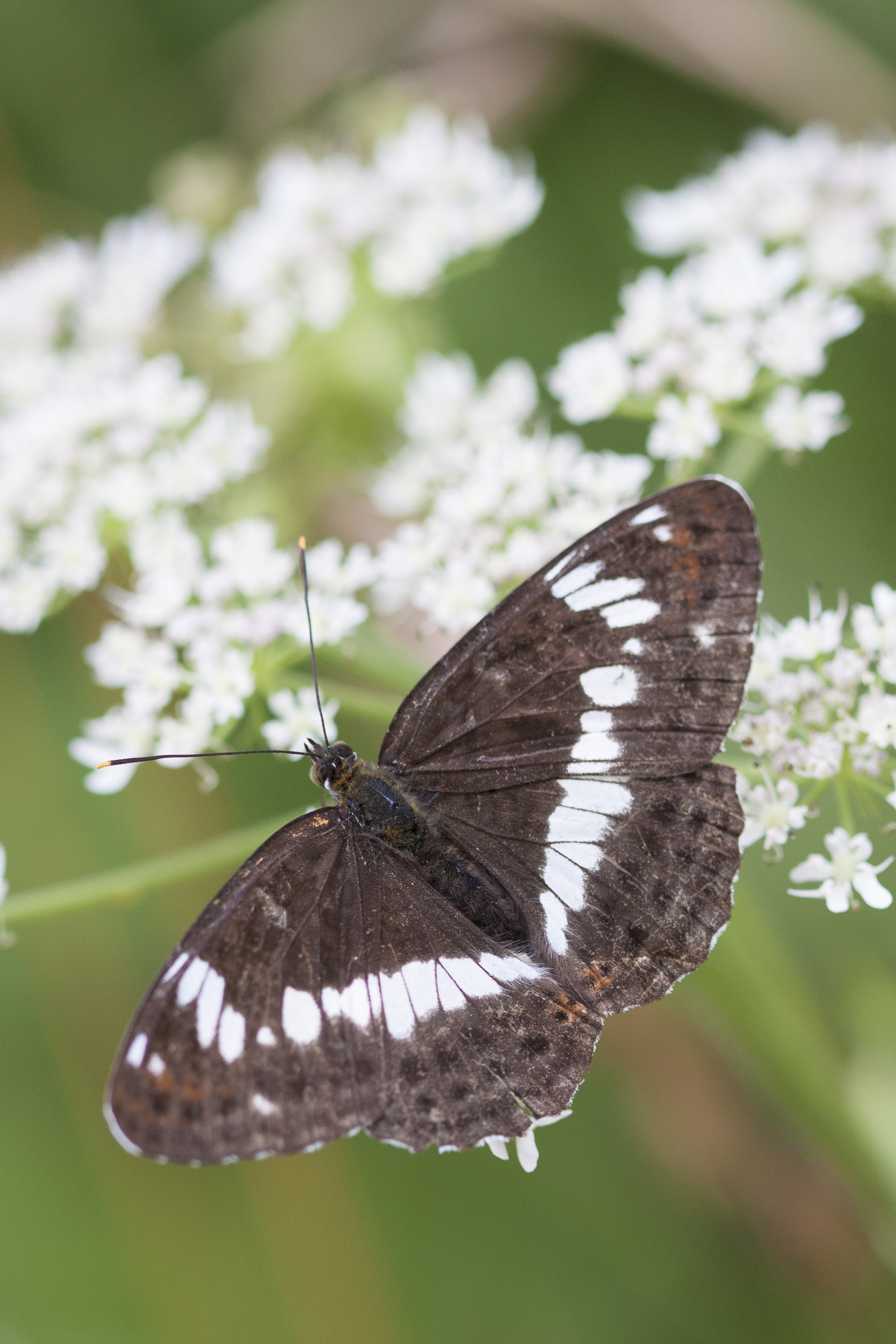 Kleine Ijsvogelvlinder  - Limenitis camilla