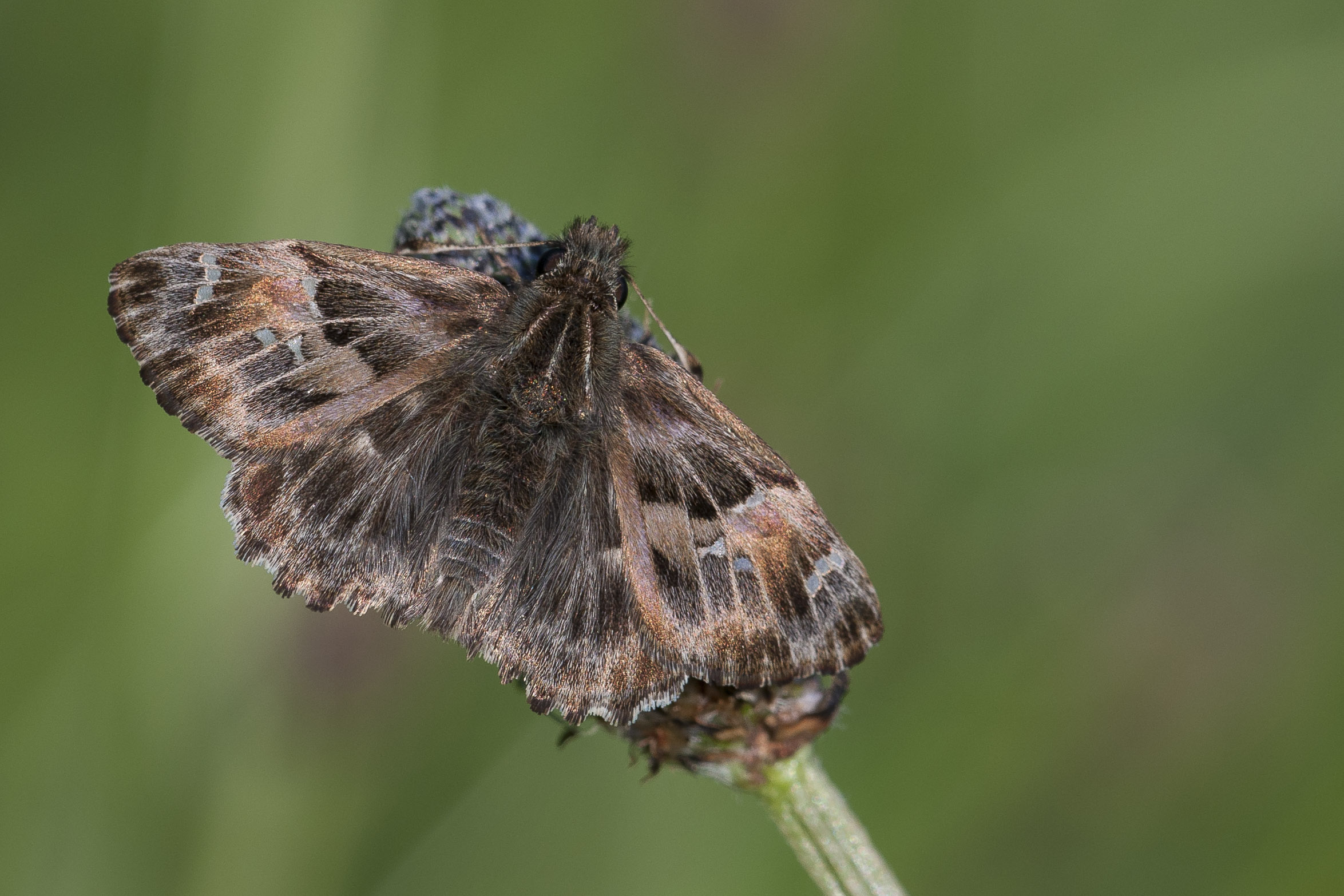 Mallow Skipper  - Carcharodus alceae