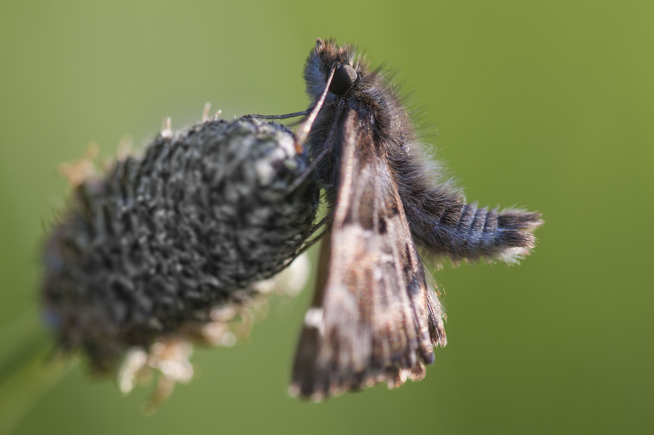 Mallow Skipper  - Carcharodus alceae