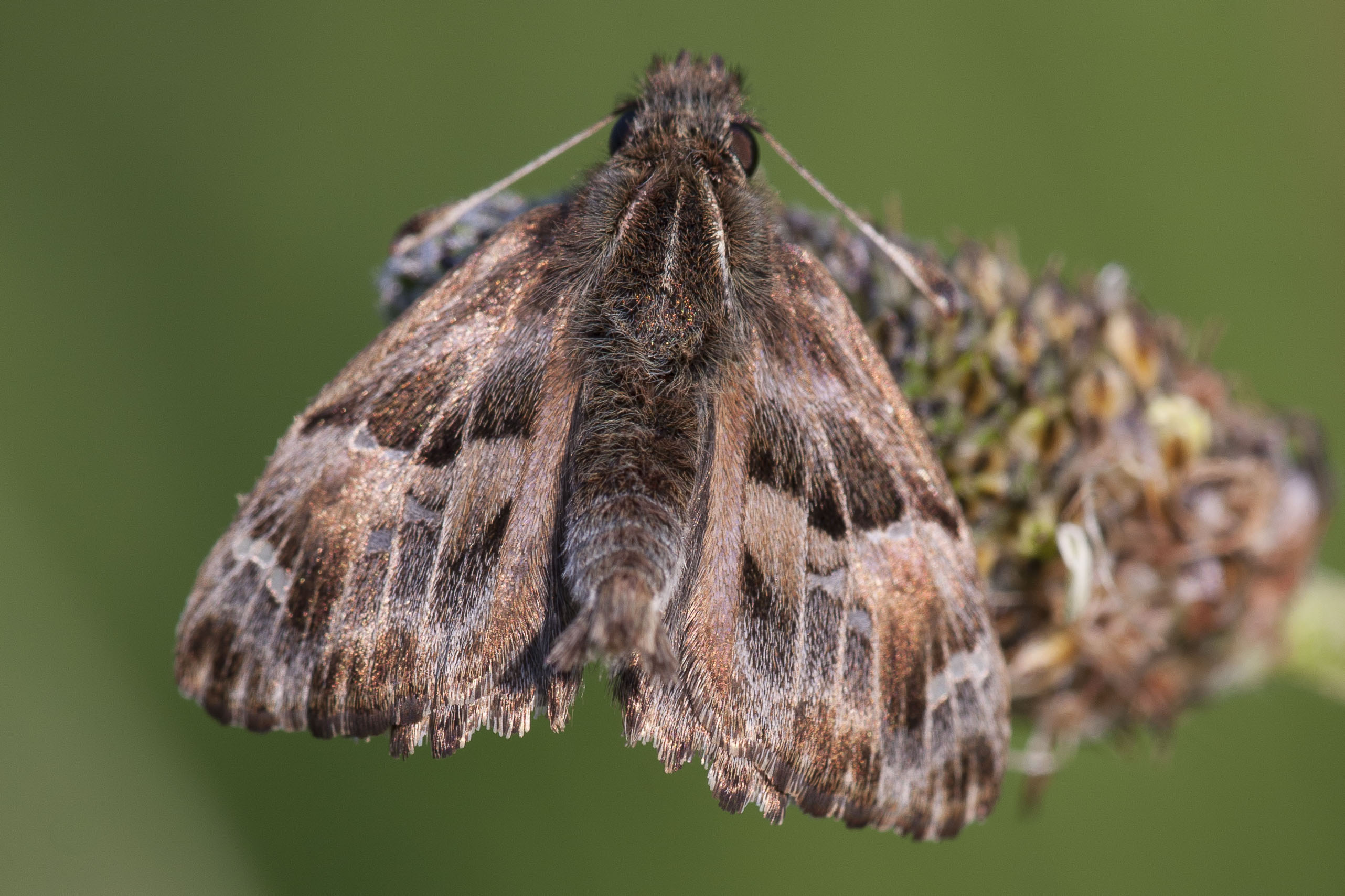 Mallow Skipper  - Carcharodus alceae