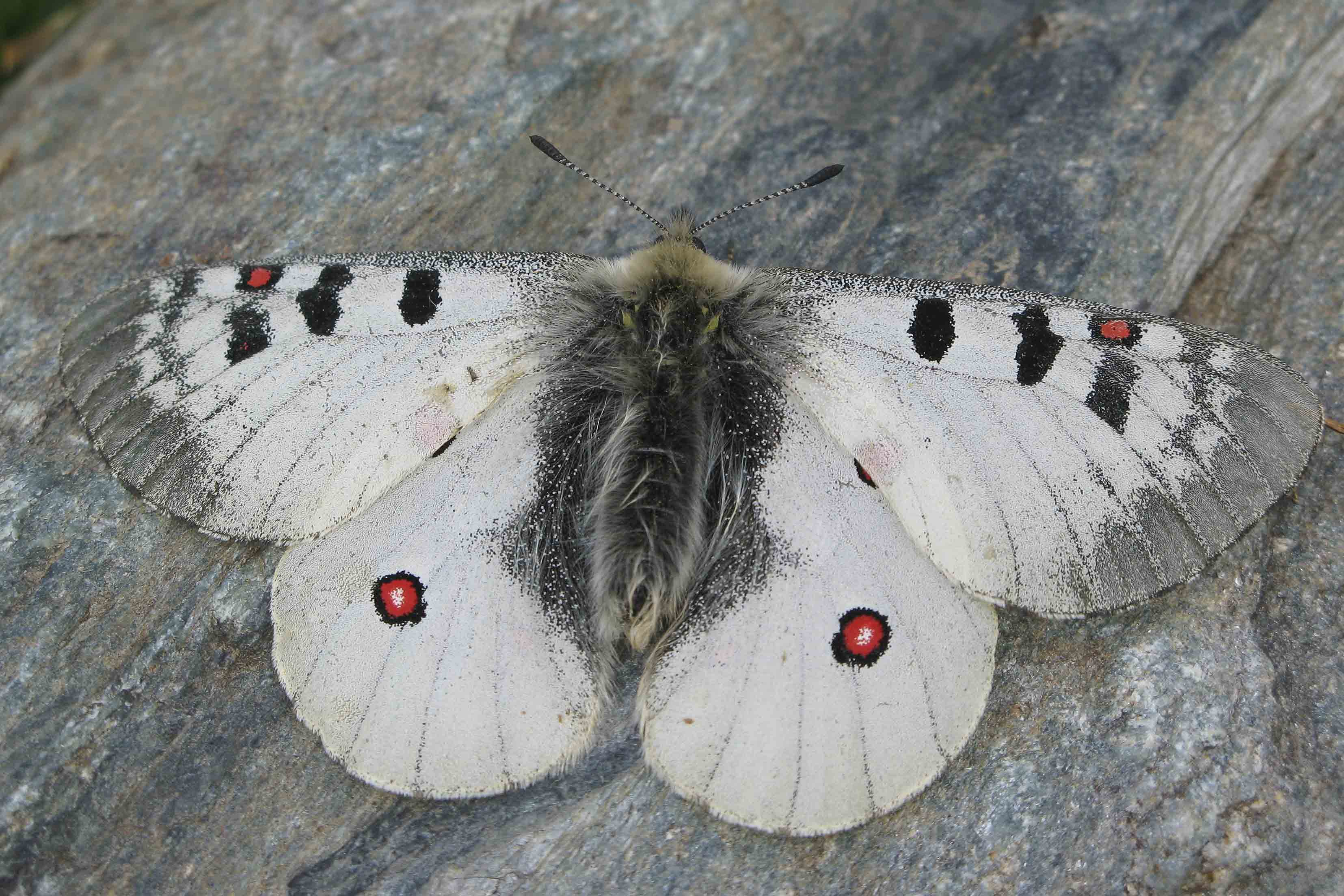 Kleine Apollovlinder  - Parnassius phoebus