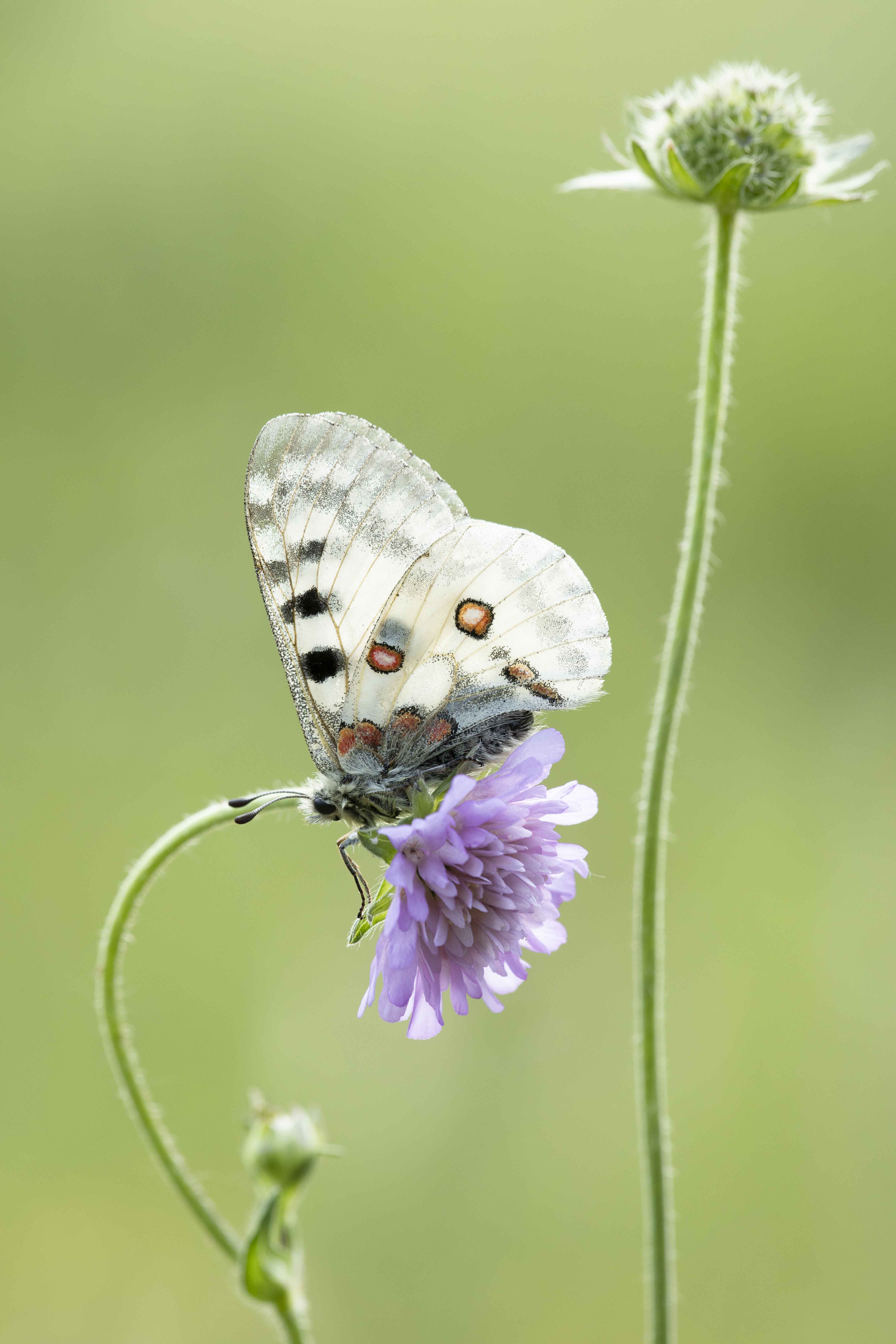 Apollovlinder  - Parnassius apollo