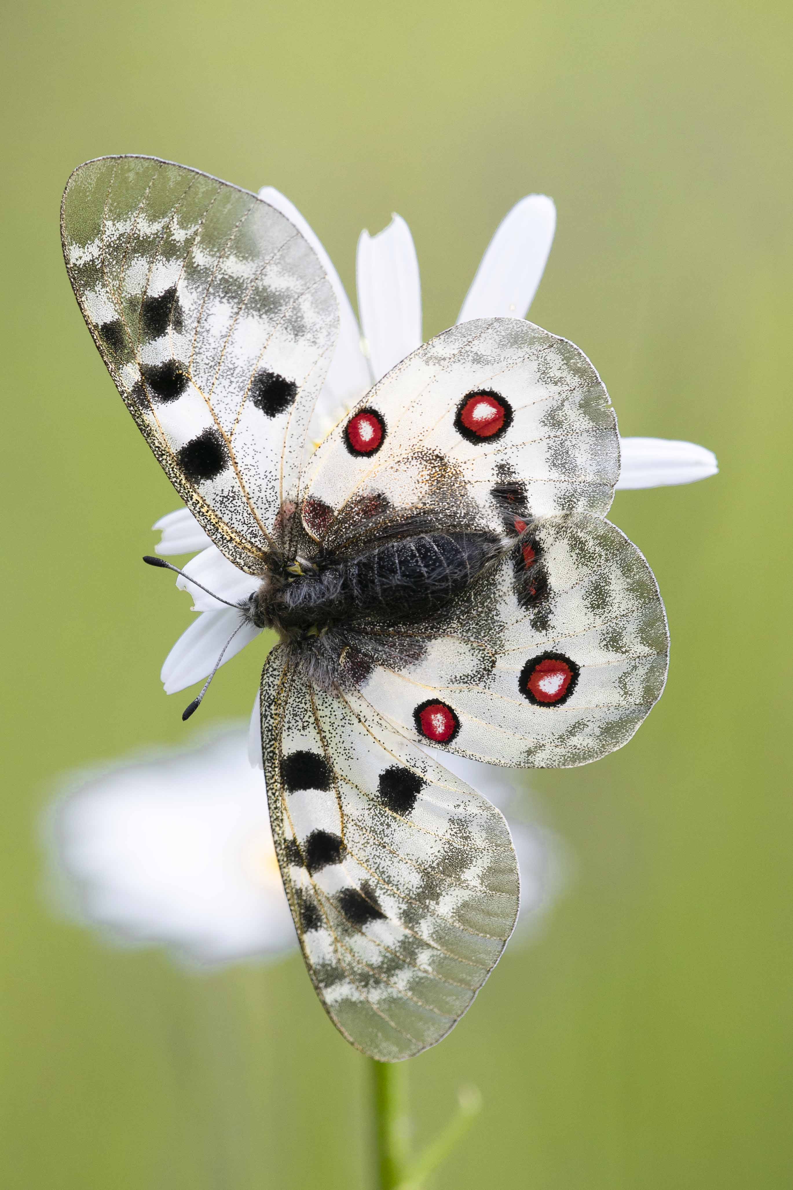 Apollo  - Parnassius apollo