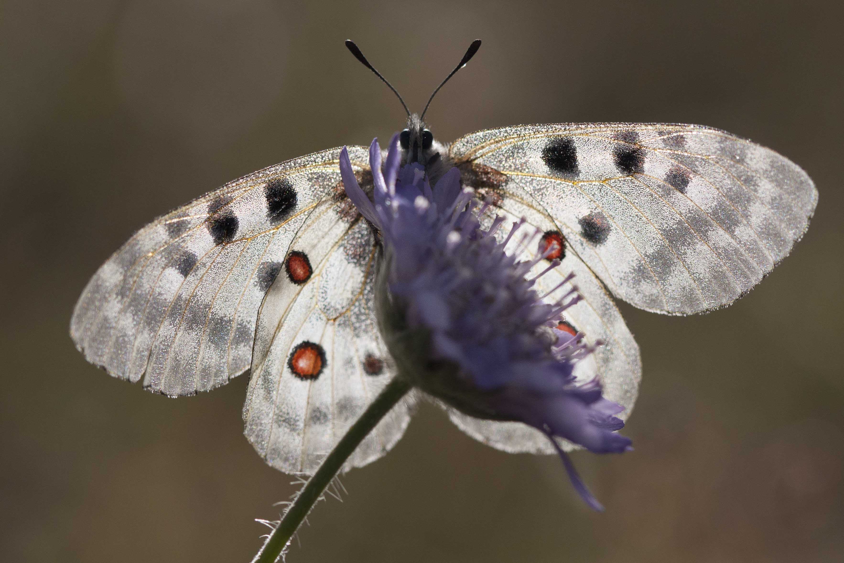 Apollo  - Parnassius apollo