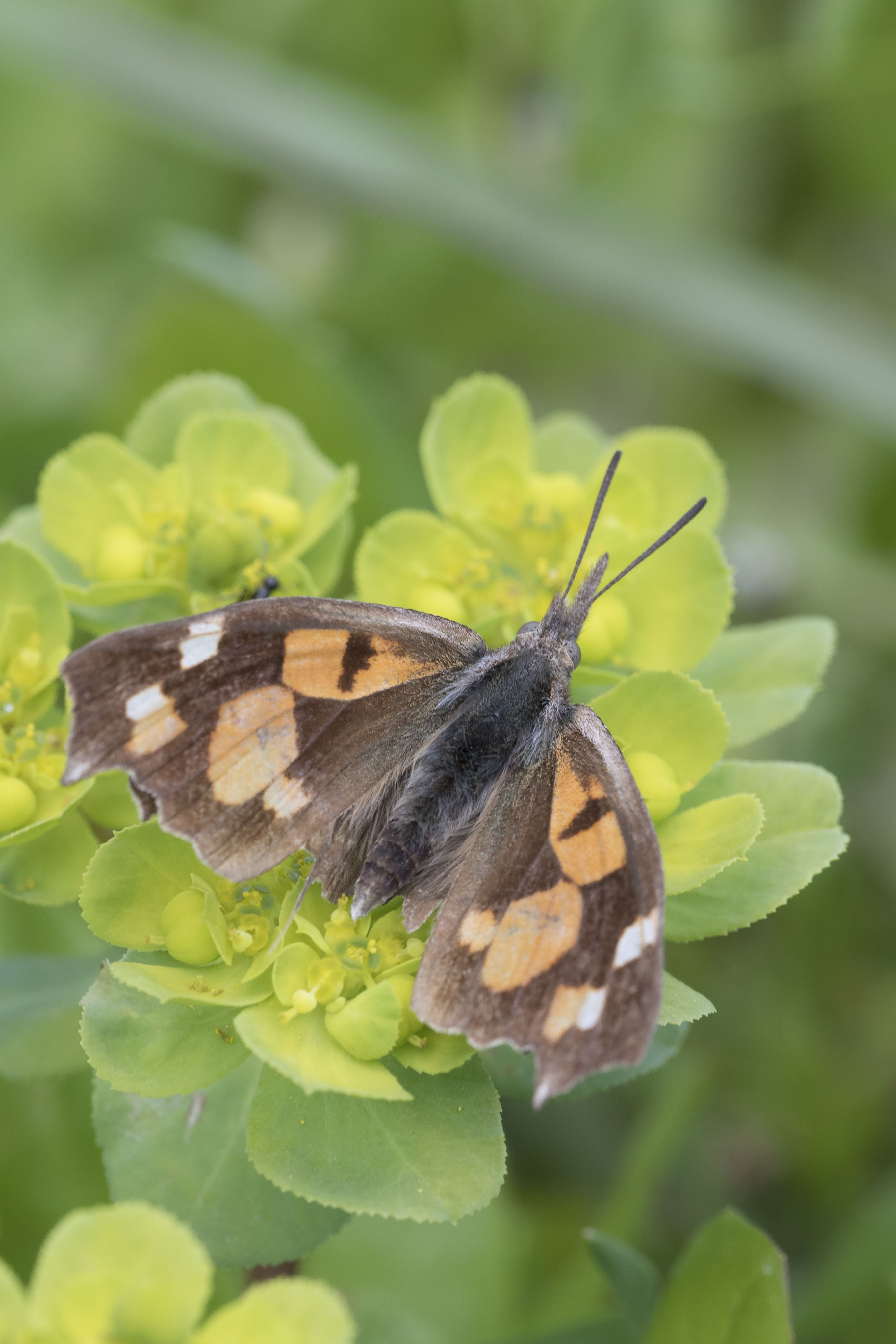 Nettle tree butterfly  - Libythea celtis 