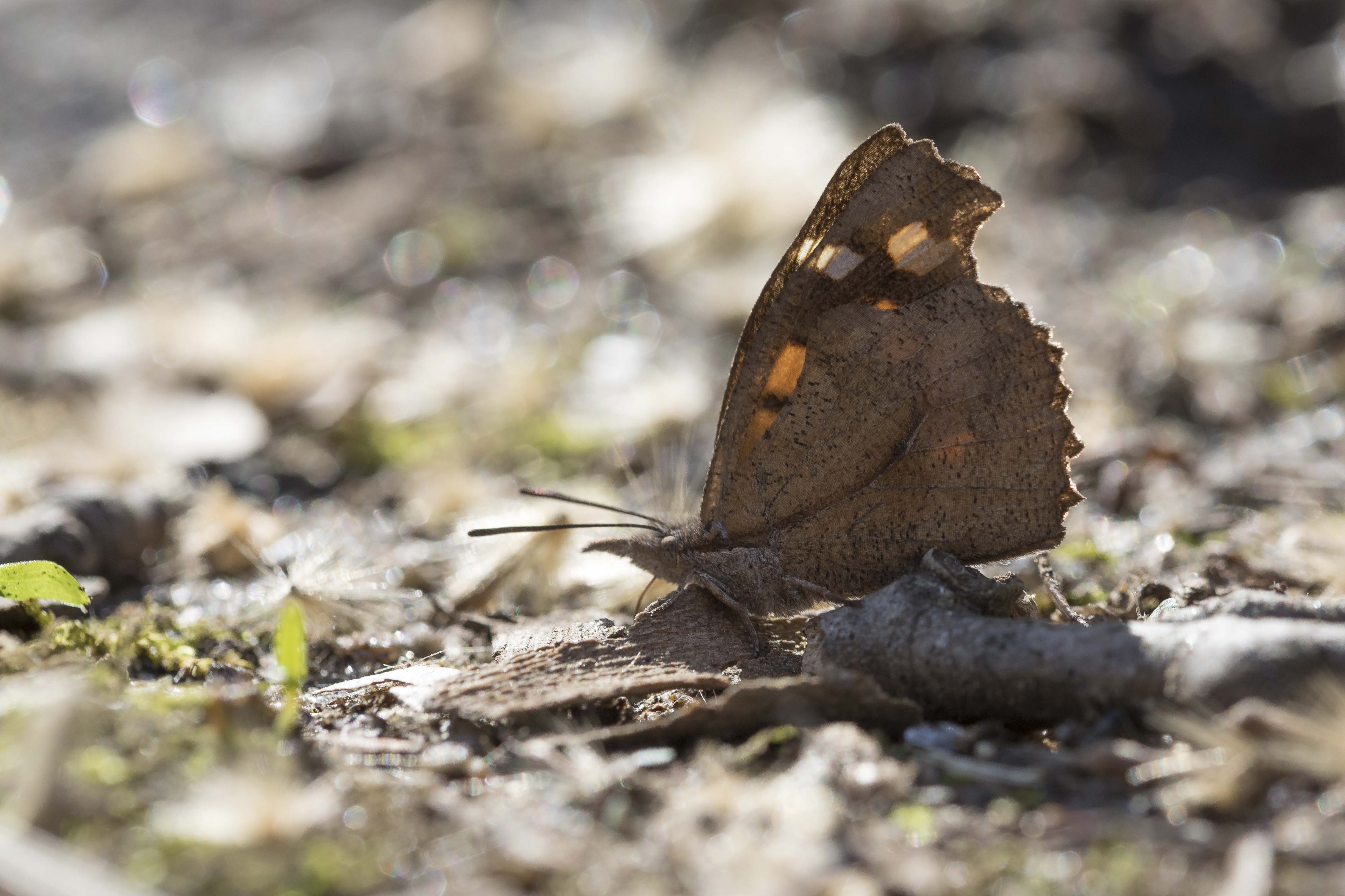 Nettle tree butterfly 