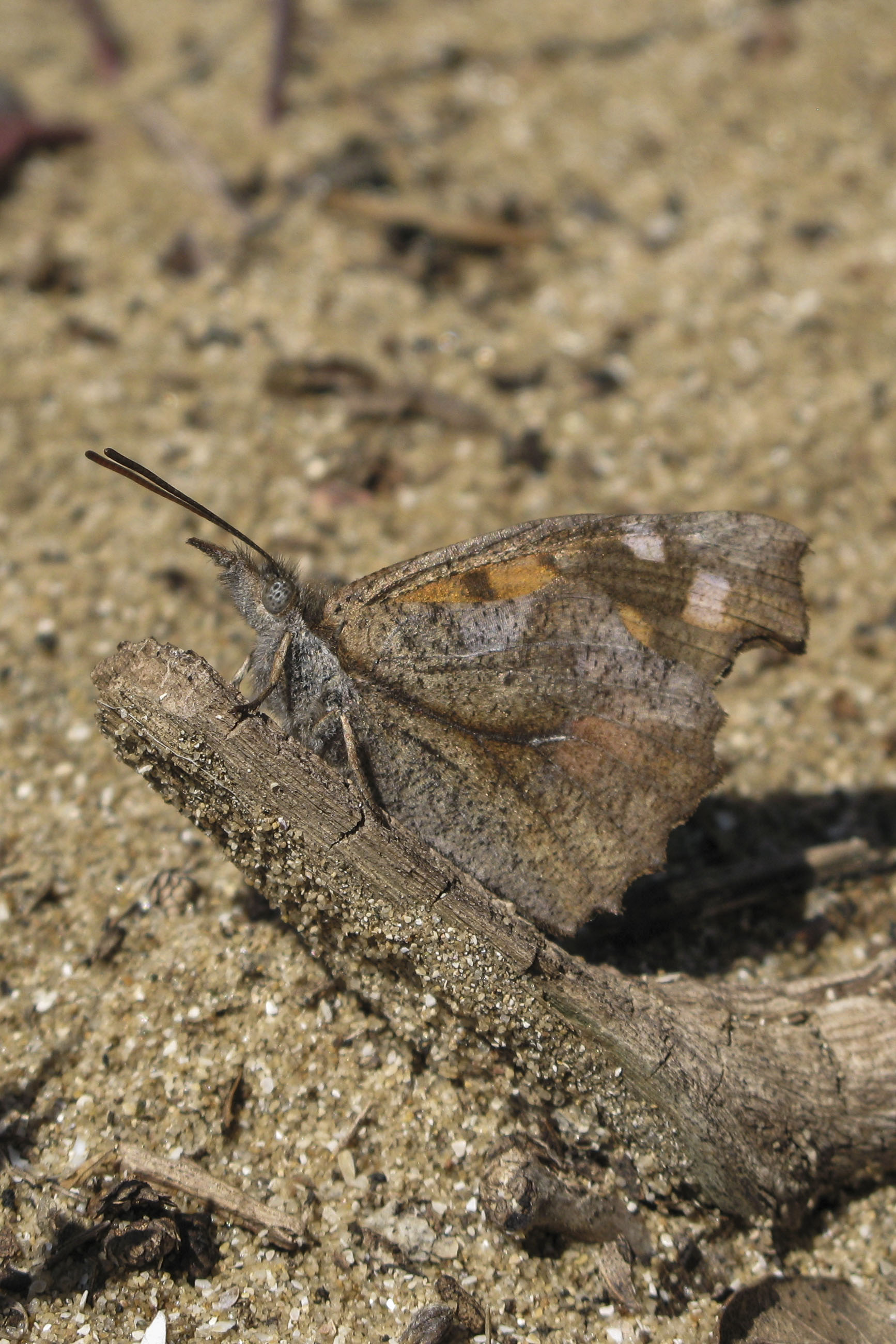 Nettle tree butterfly  - Libythea celtis 