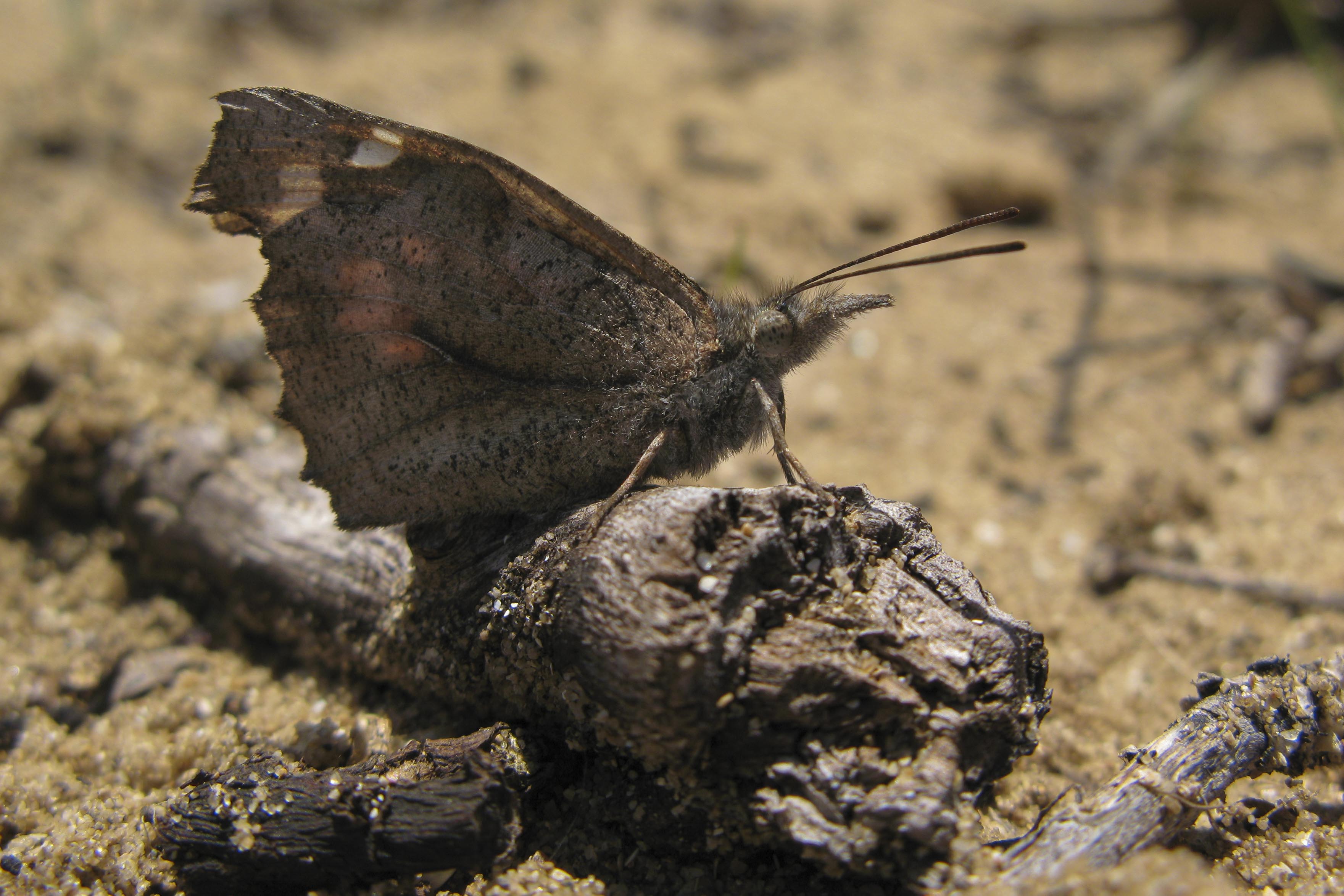 Nettle tree butterfly  - Libythea celtis 