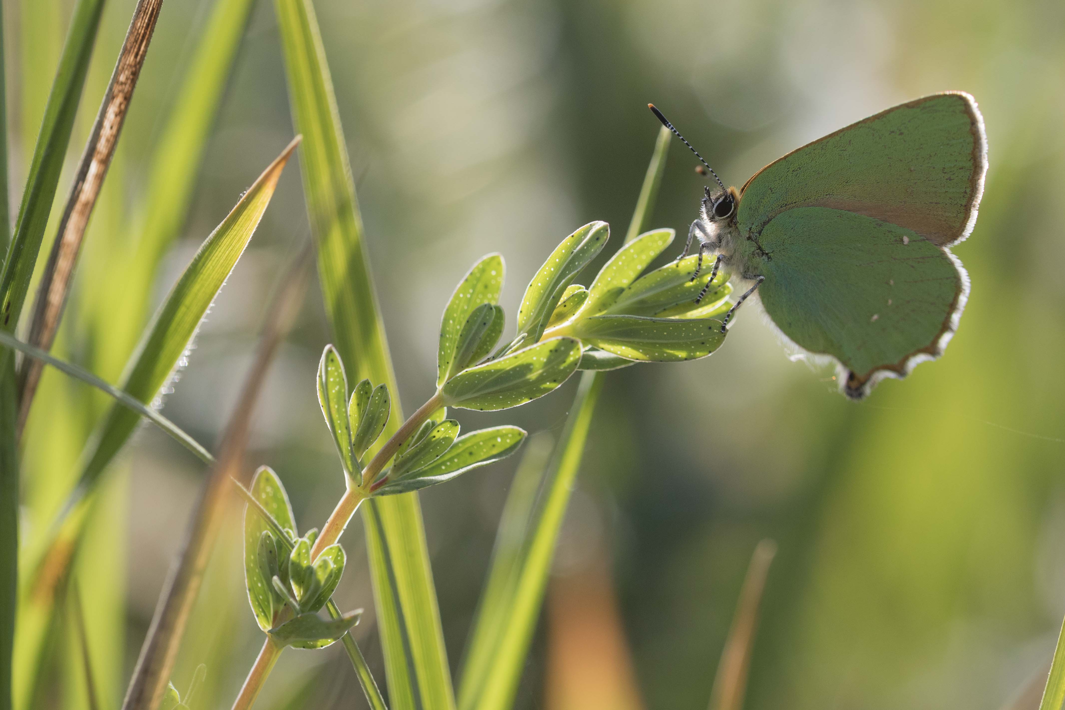 Groentje  - Callophrys rubi