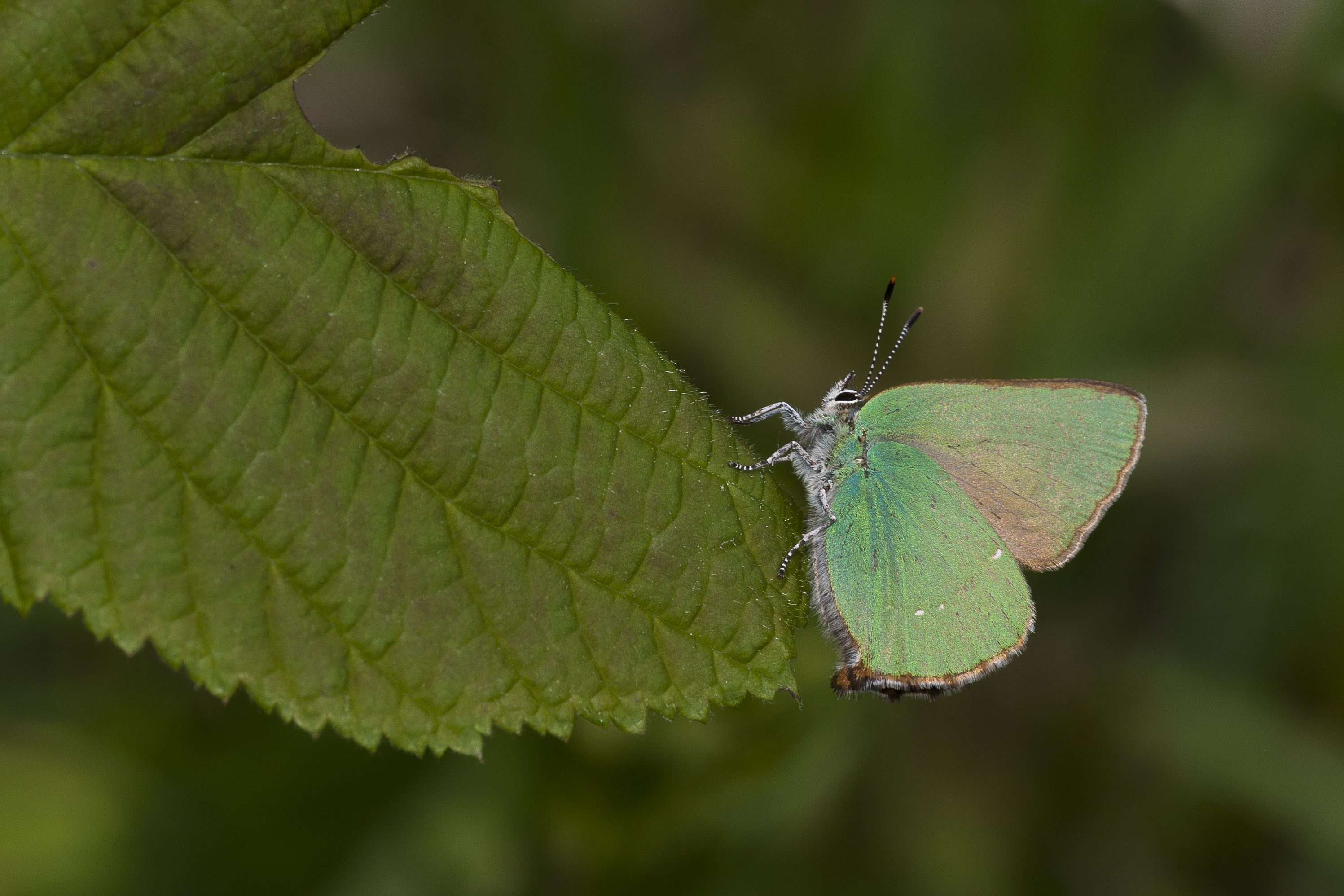 Groentje  - Callophrys rubi