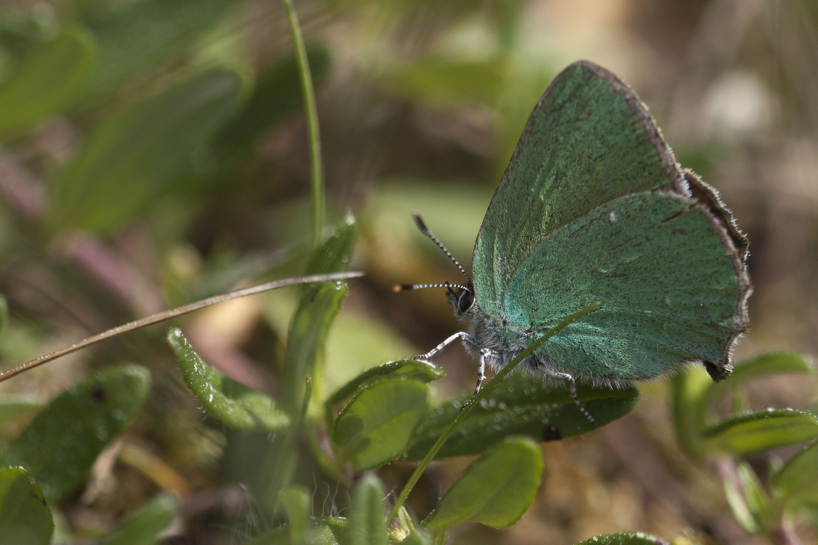 Groentje  - Callophrys rubi