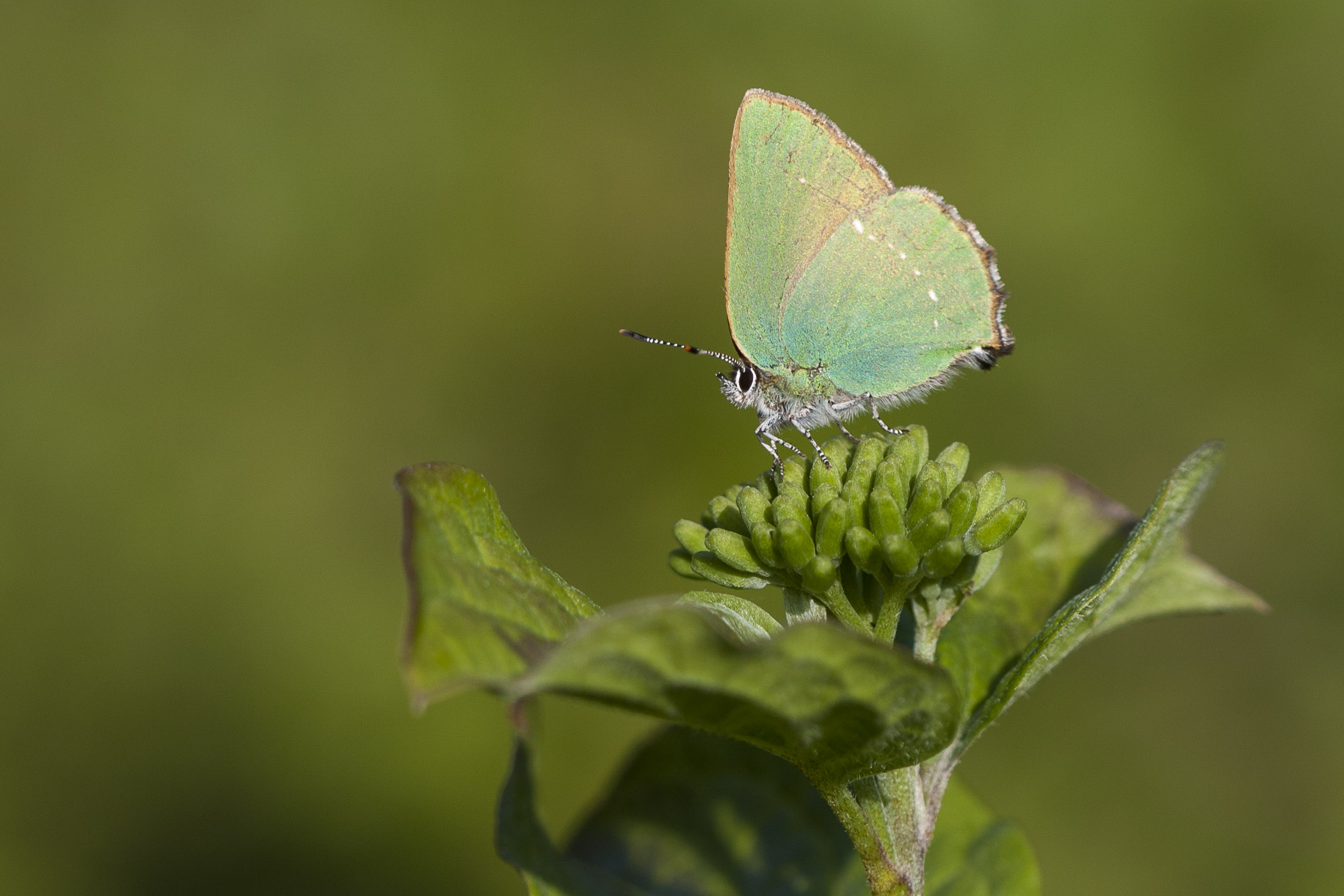 Groentje  - Callophrys rubi