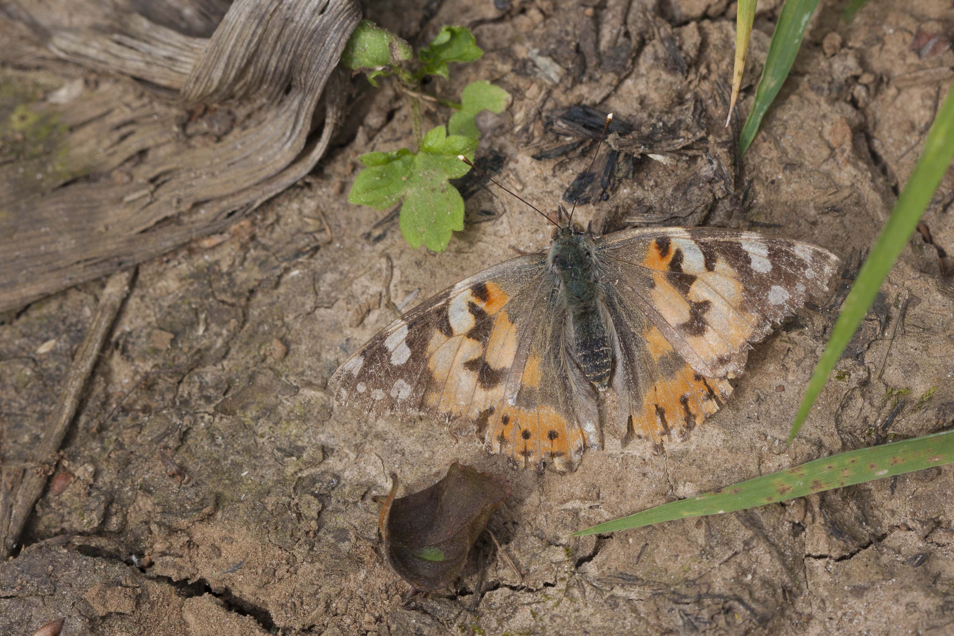 Distelvlinder  - Vanessa cardui