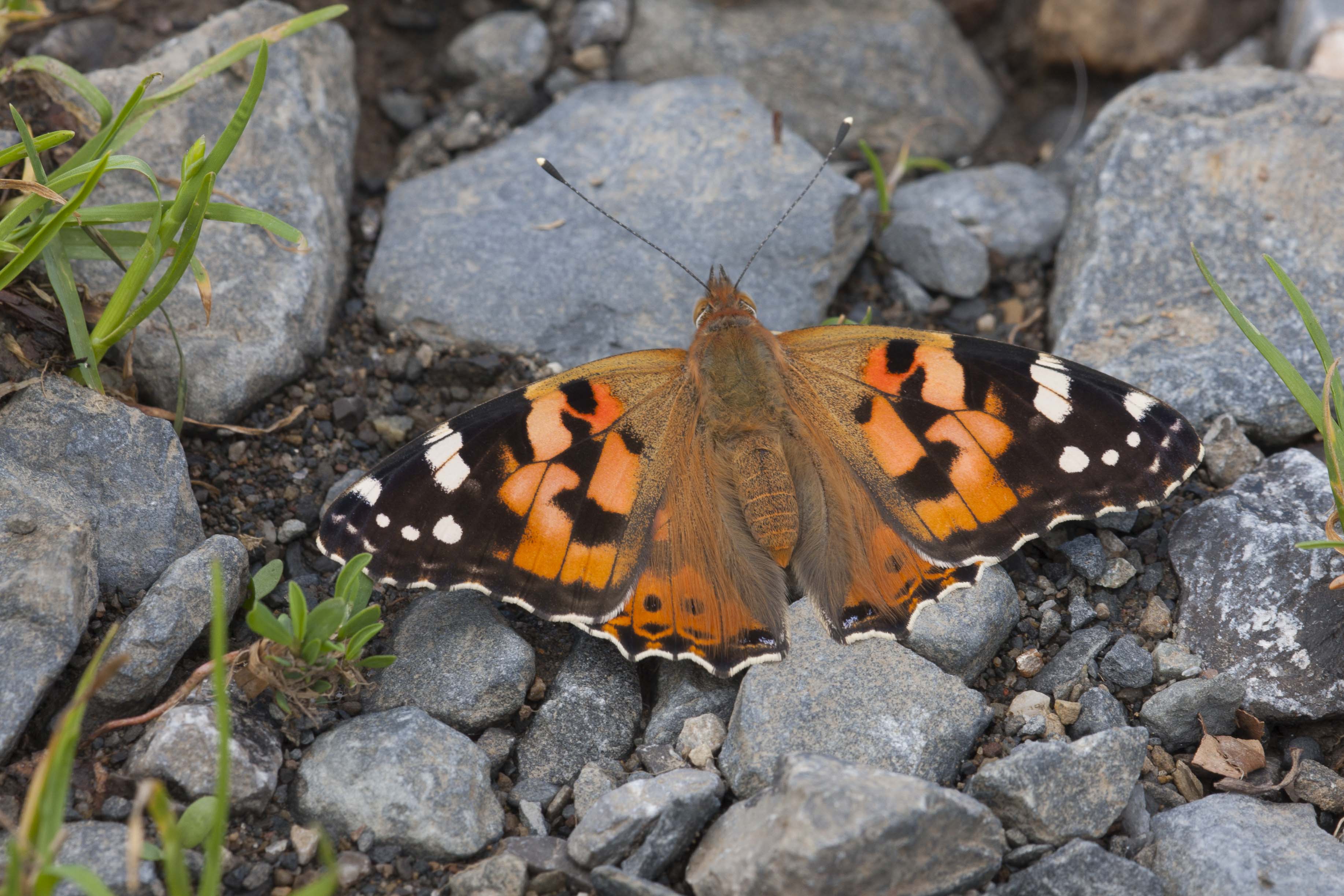 Distelvlinder  - Vanessa cardui